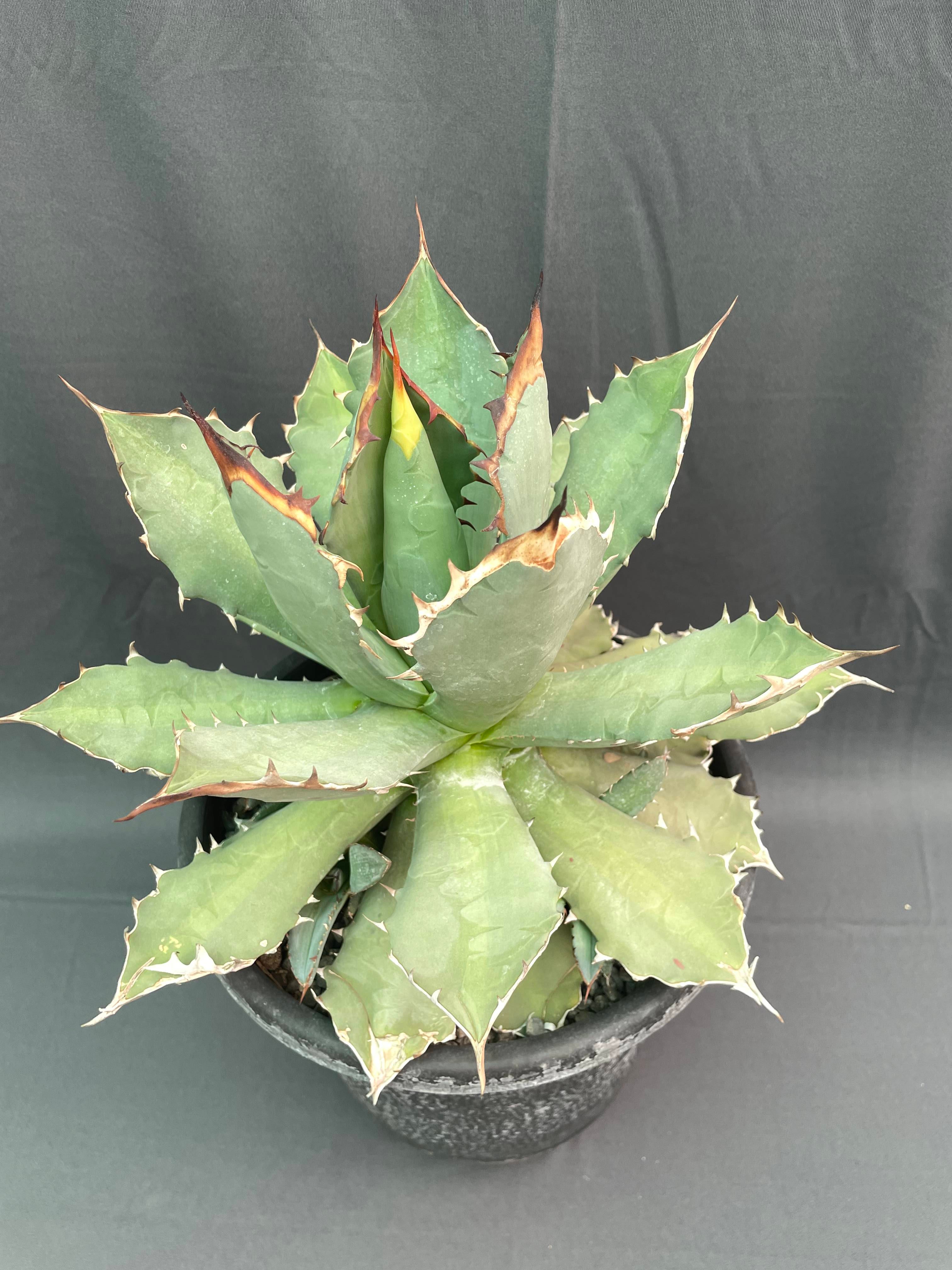 Agave Titanota Big