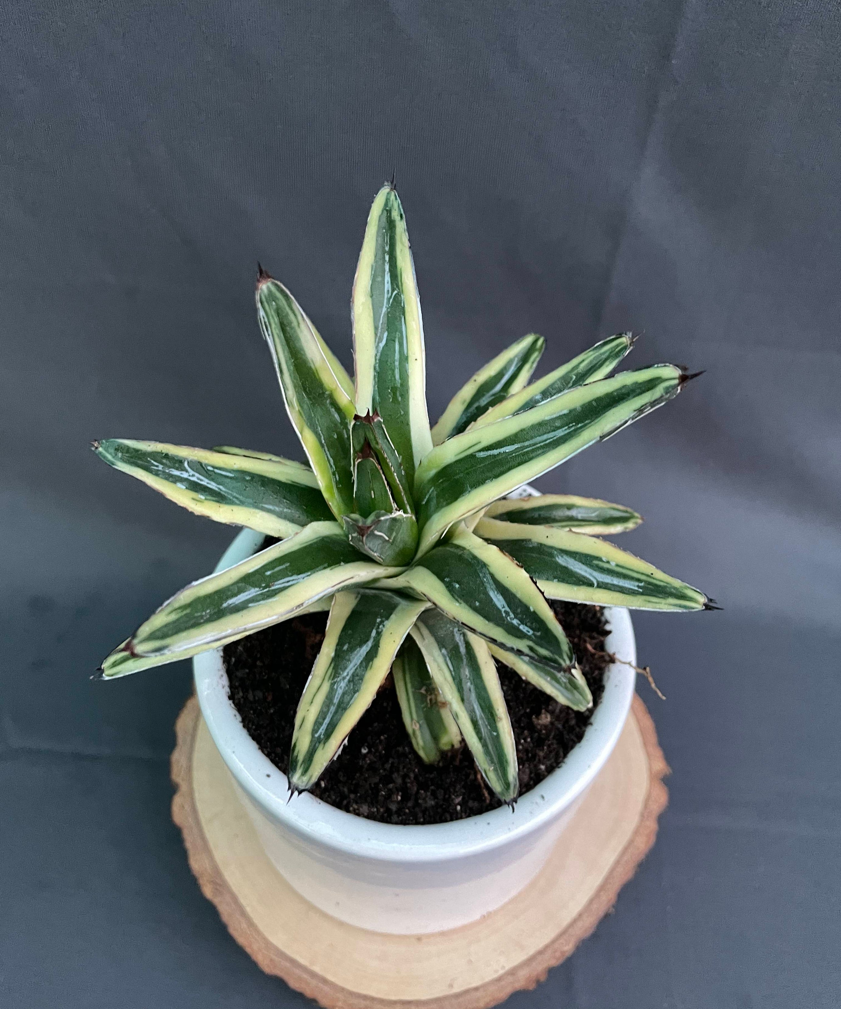 Agave Victoria-Reginae Cv Thunder And Light