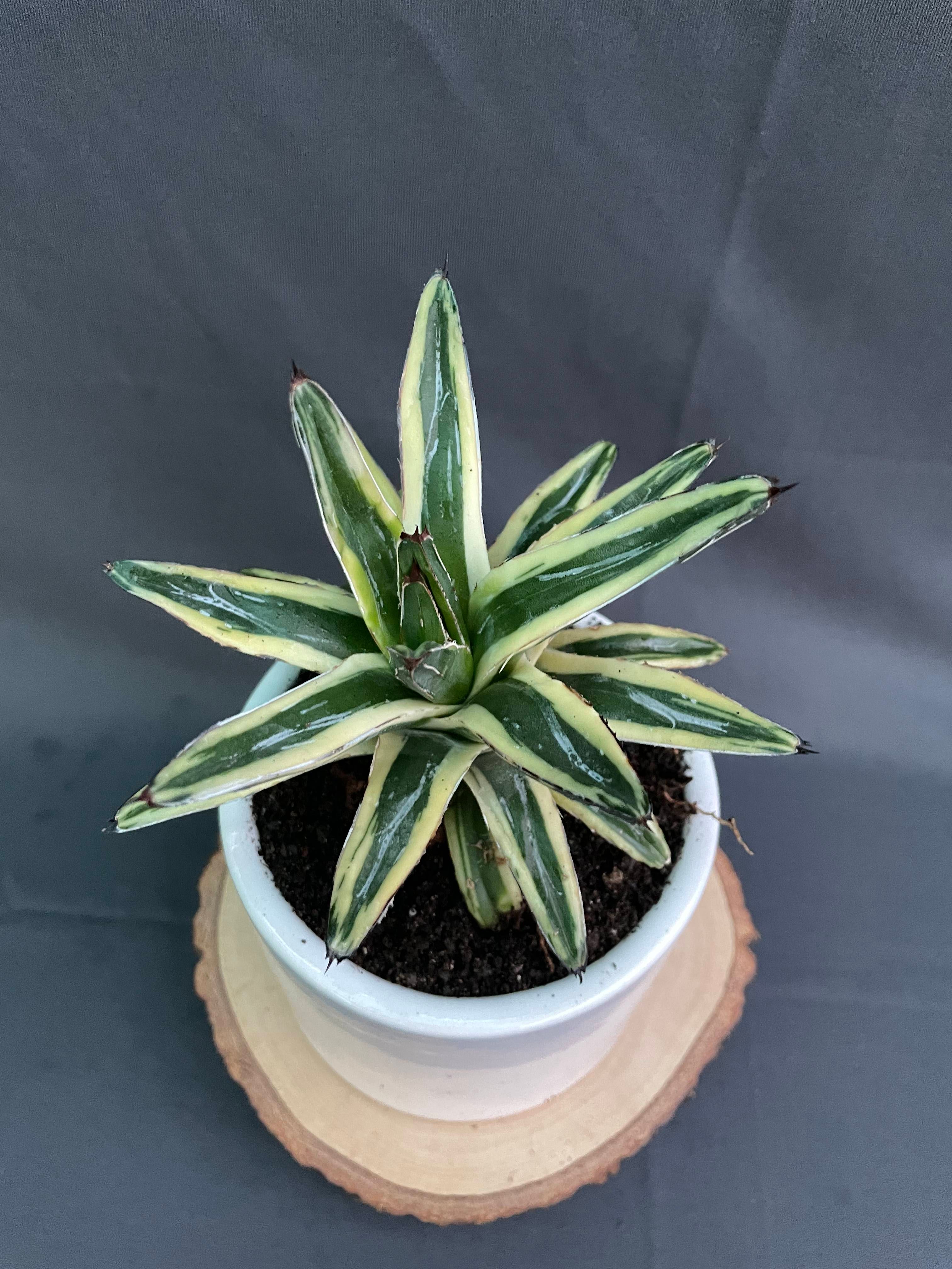 Agave Victoria-Reginae Cv Thunder And Light