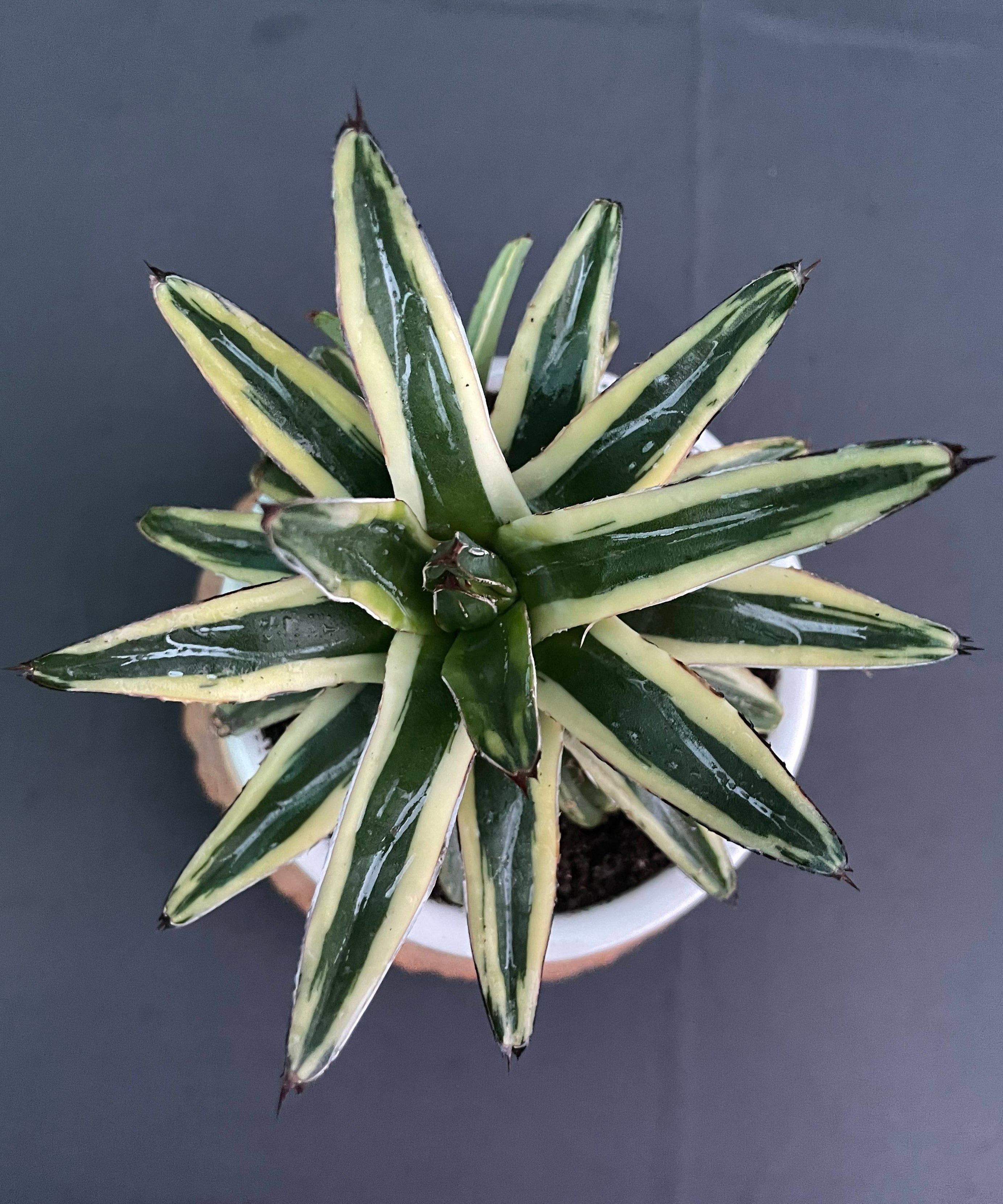 Agave Victoria-Reginae Cv Thunder And Light