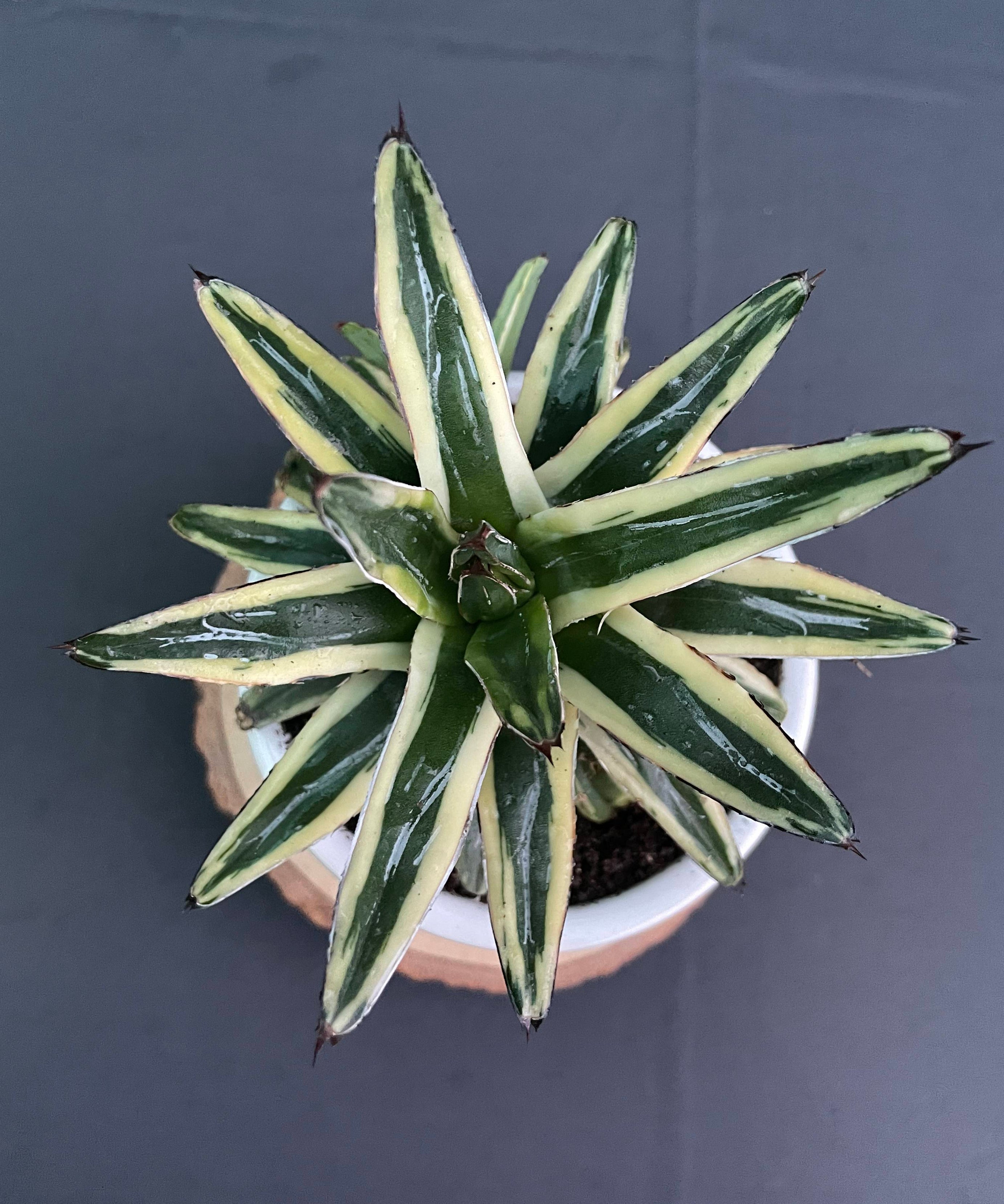 Agave Victoria-Reginae Cv Thunder And Light