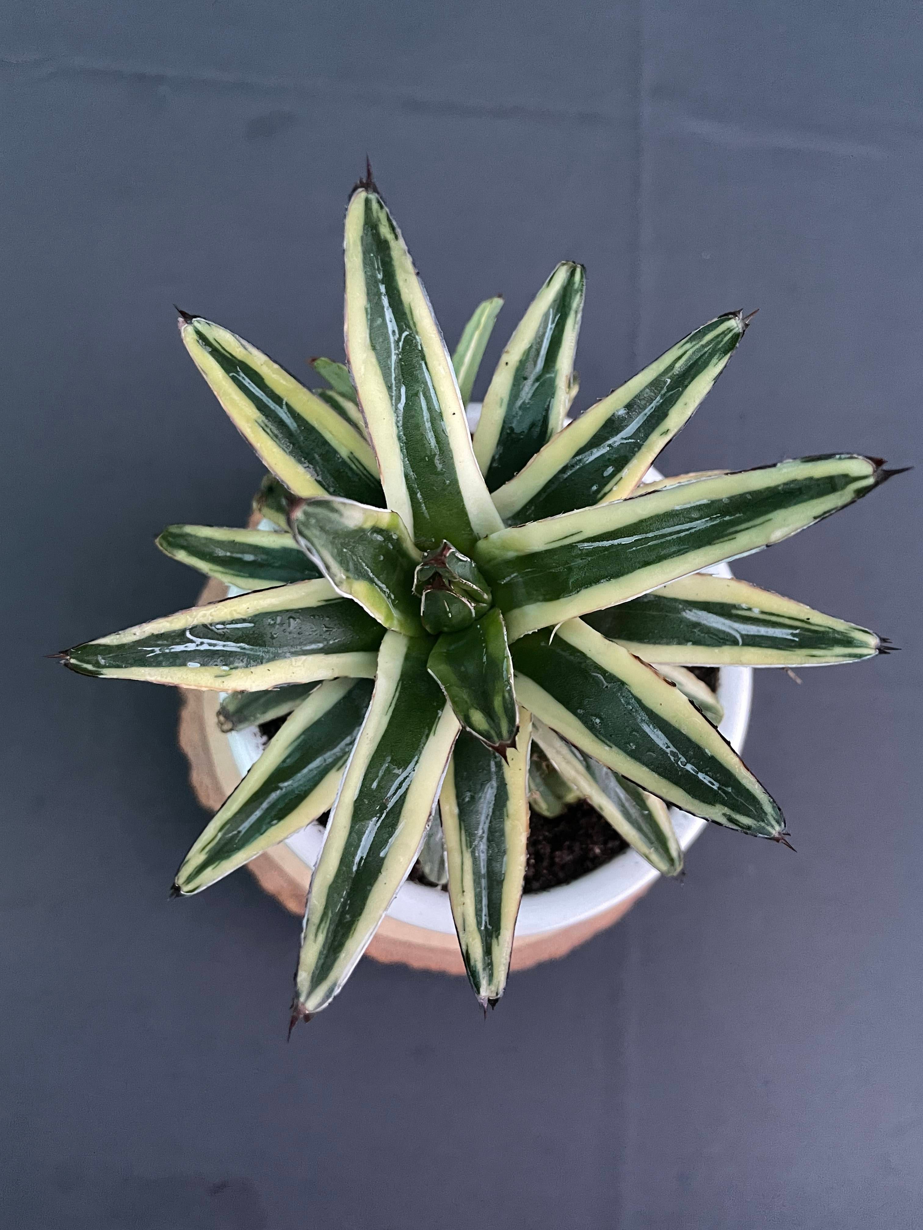 Agave Victoria-Reginae Cv Thunder And Light