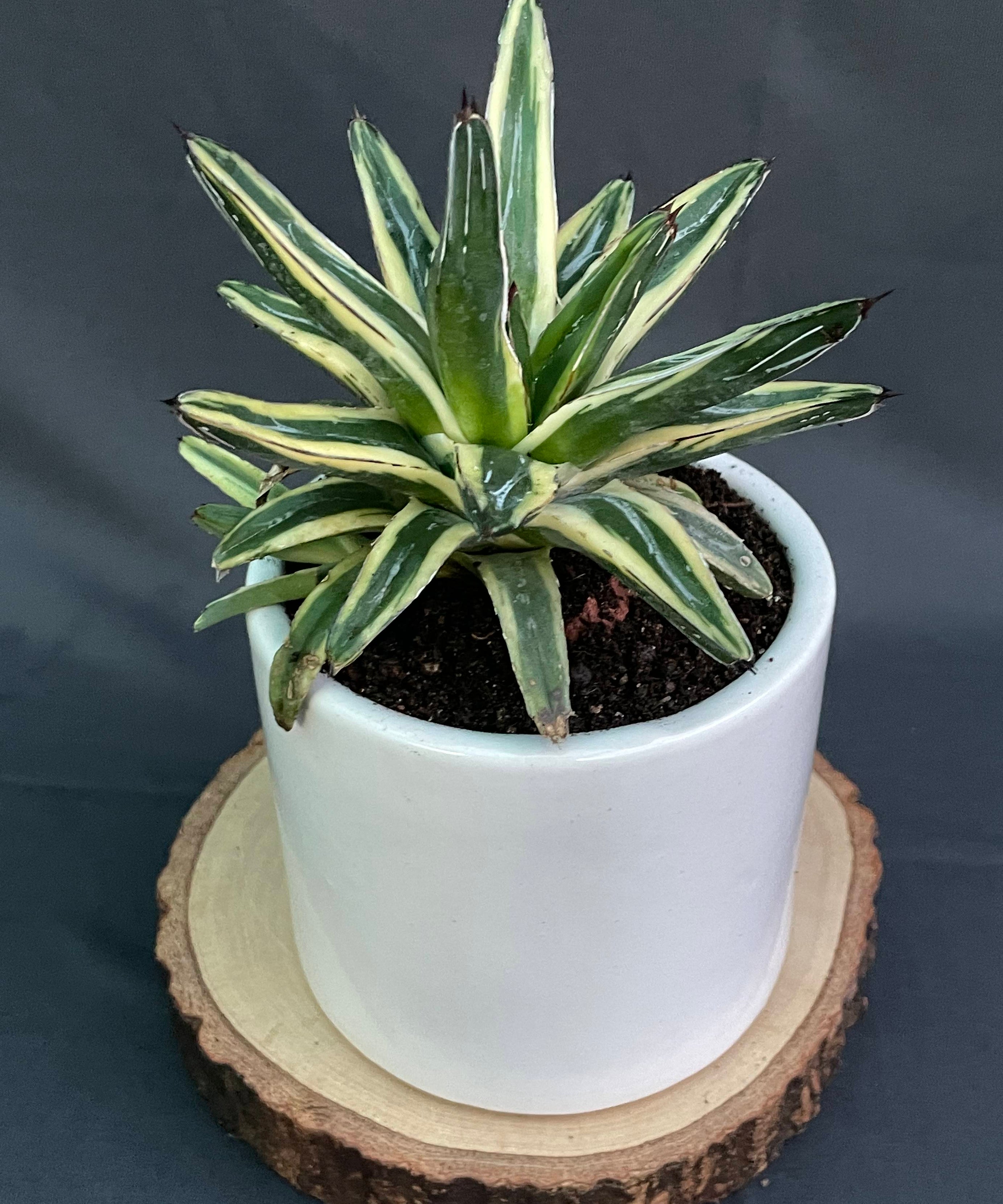 Agave Victoria-Reginae Cv Thunder And Light