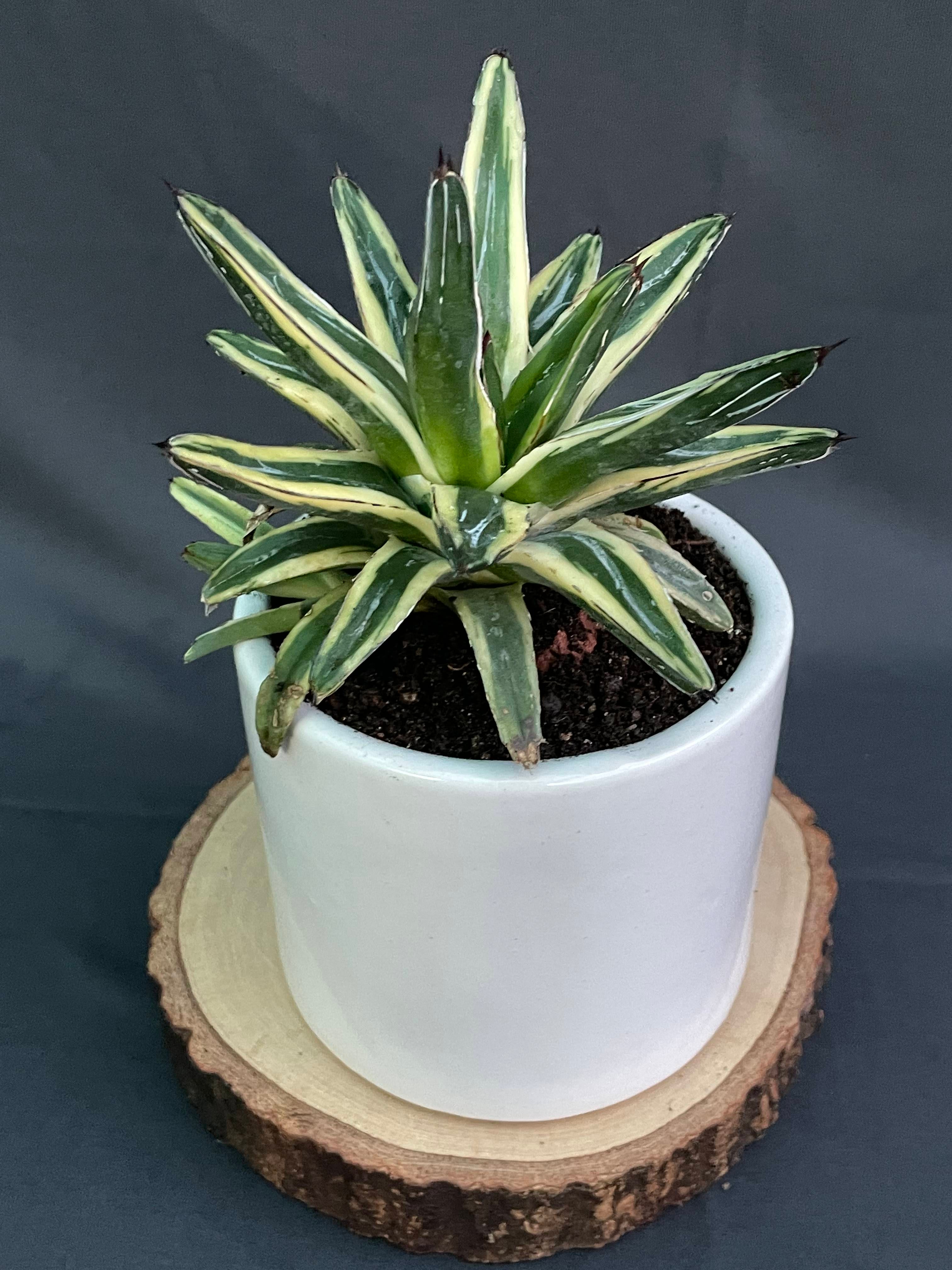 Agave Victoria-Reginae Cv Thunder And Light