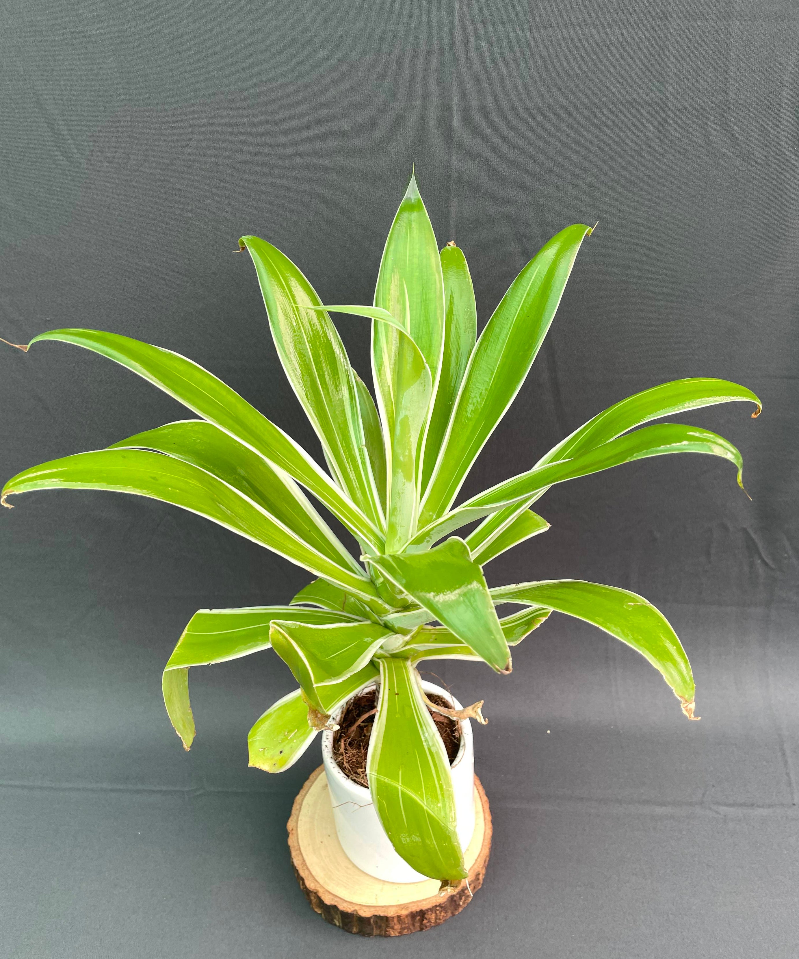 Agave attenuata Ray of Light 