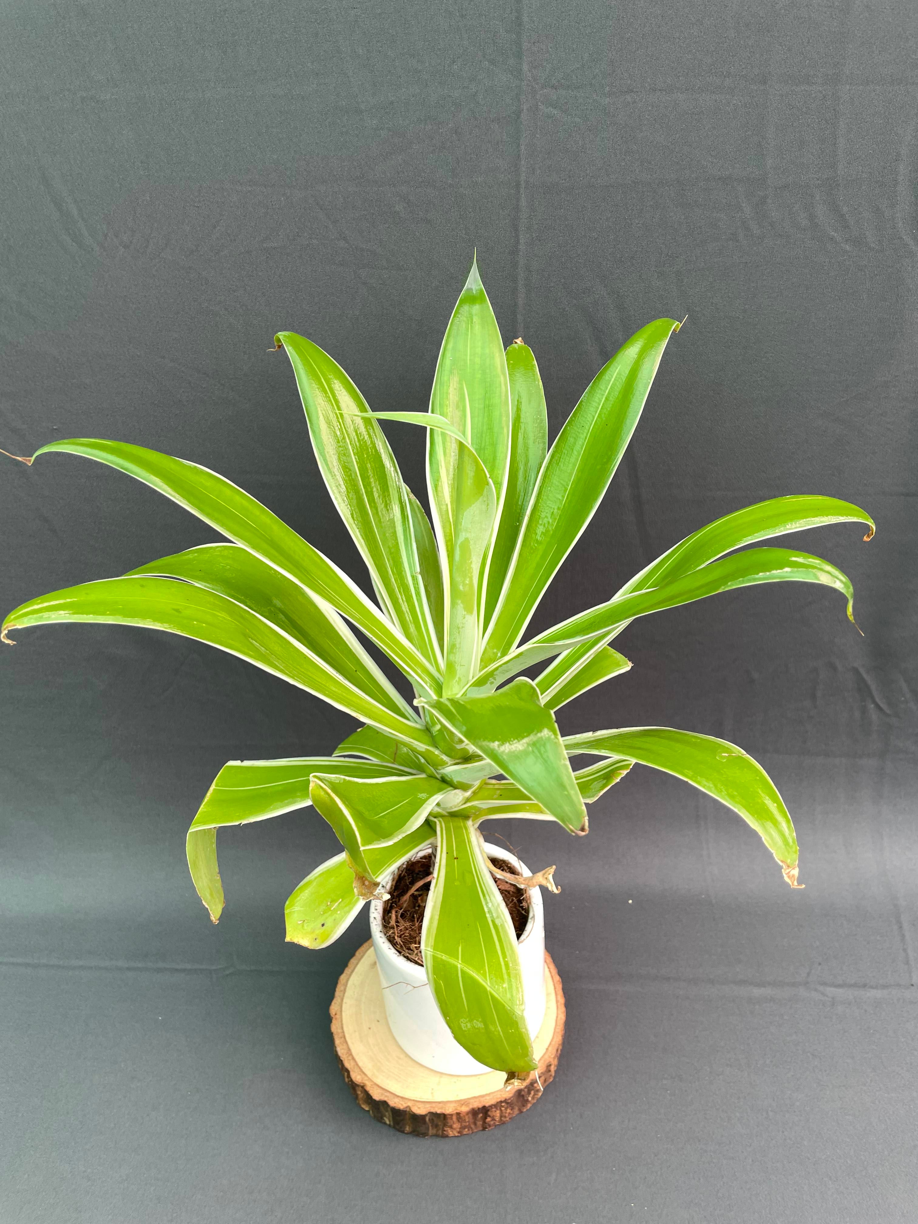 Agave attenuata Ray of Light 