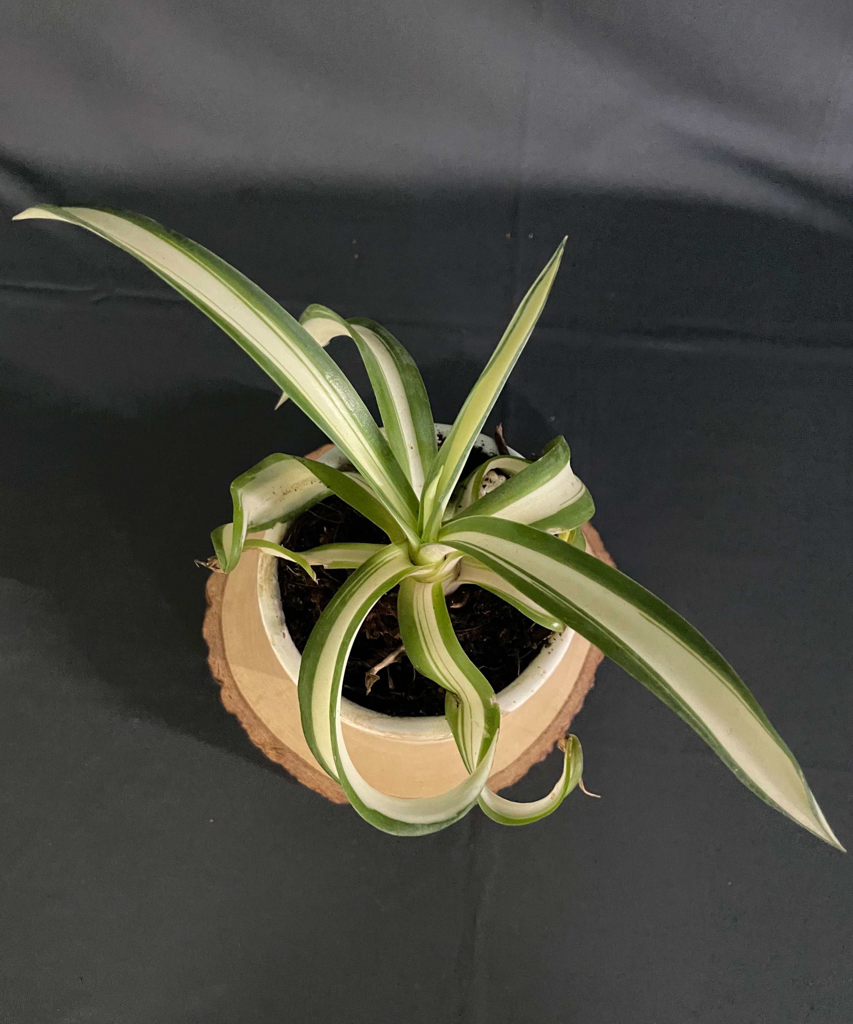 Agave desmettiana Aurea