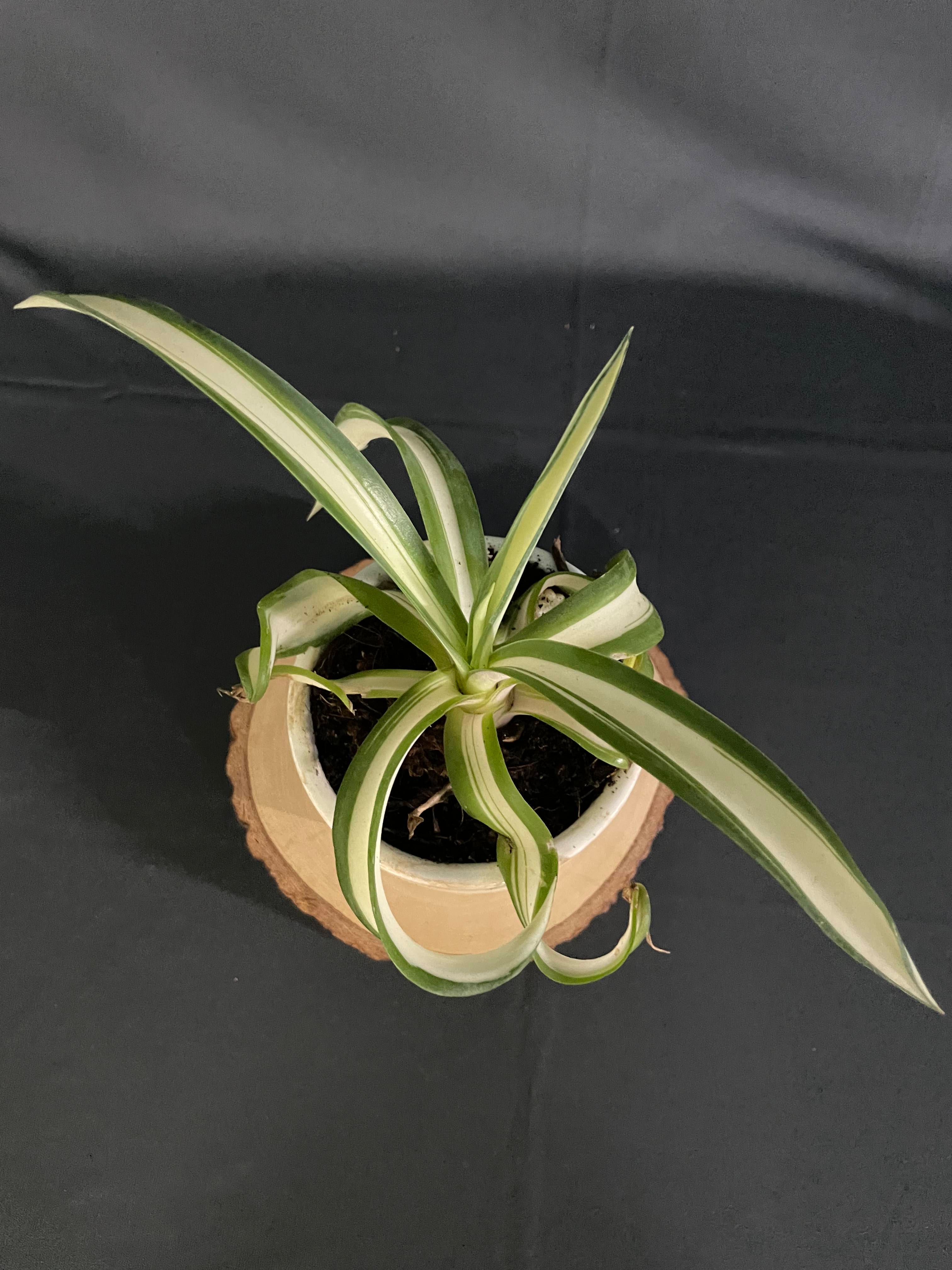 Agave desmettiana Aurea