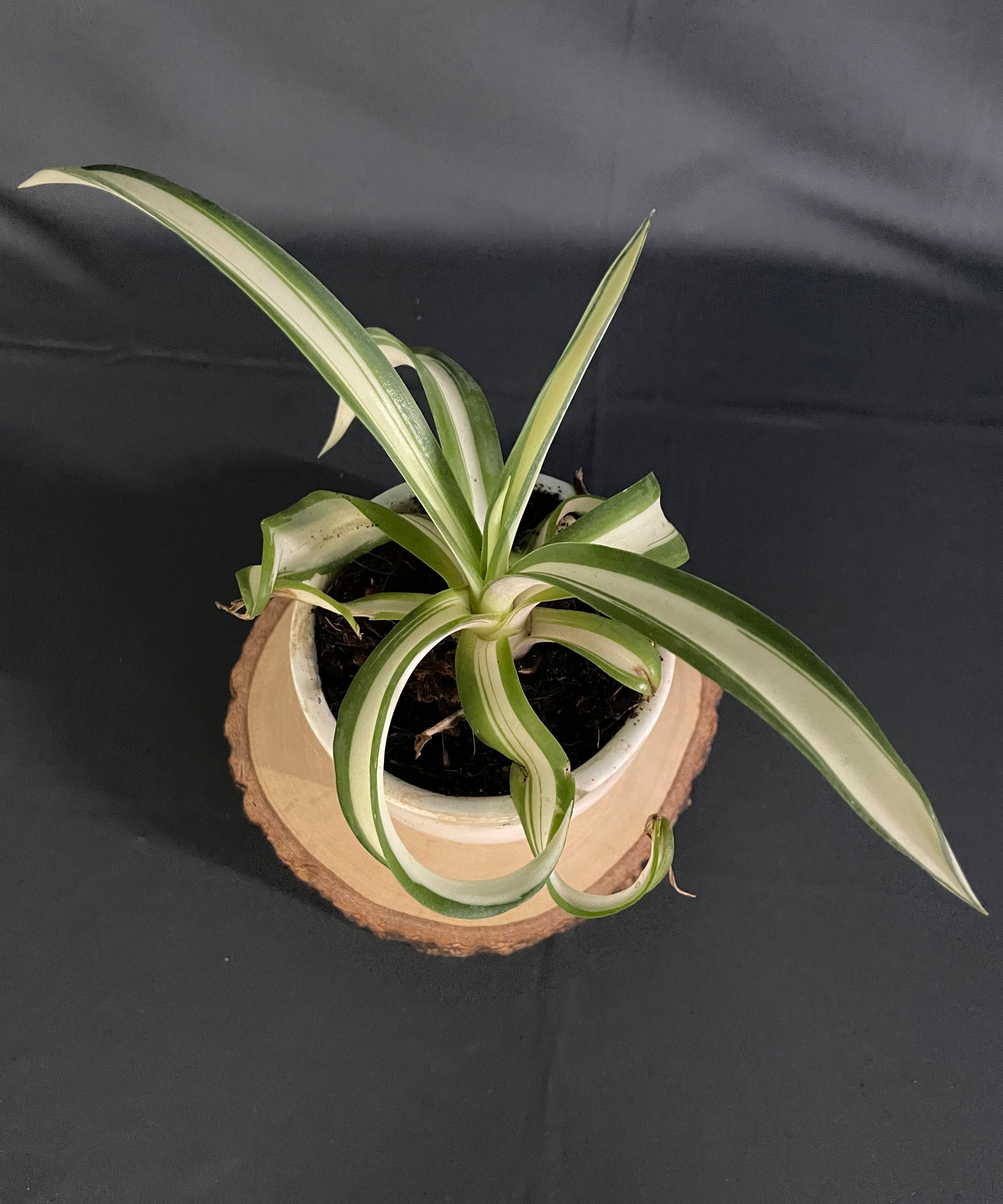 Agave desmettiana Aurea 1