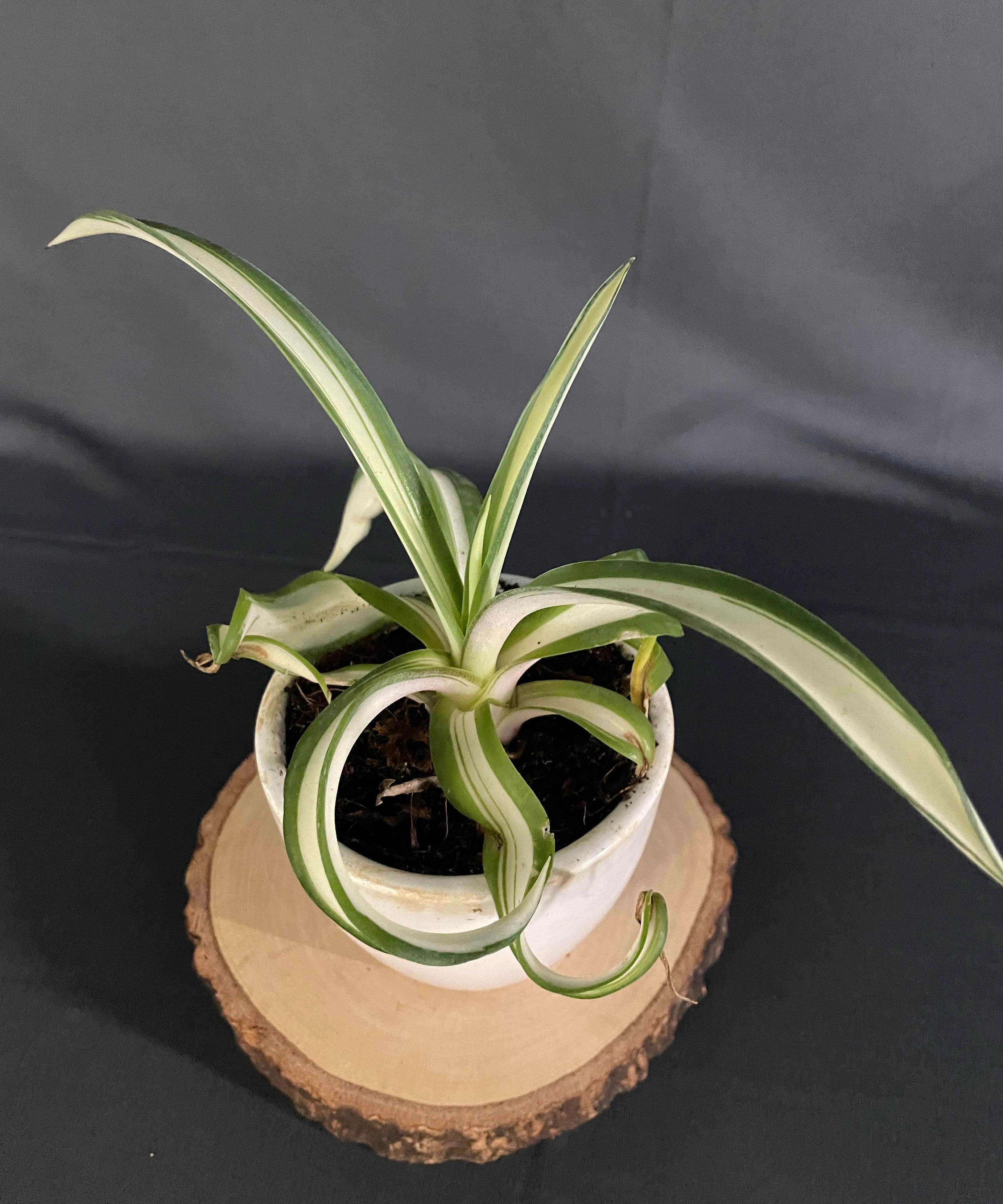 Agave desmettiana Aurea 