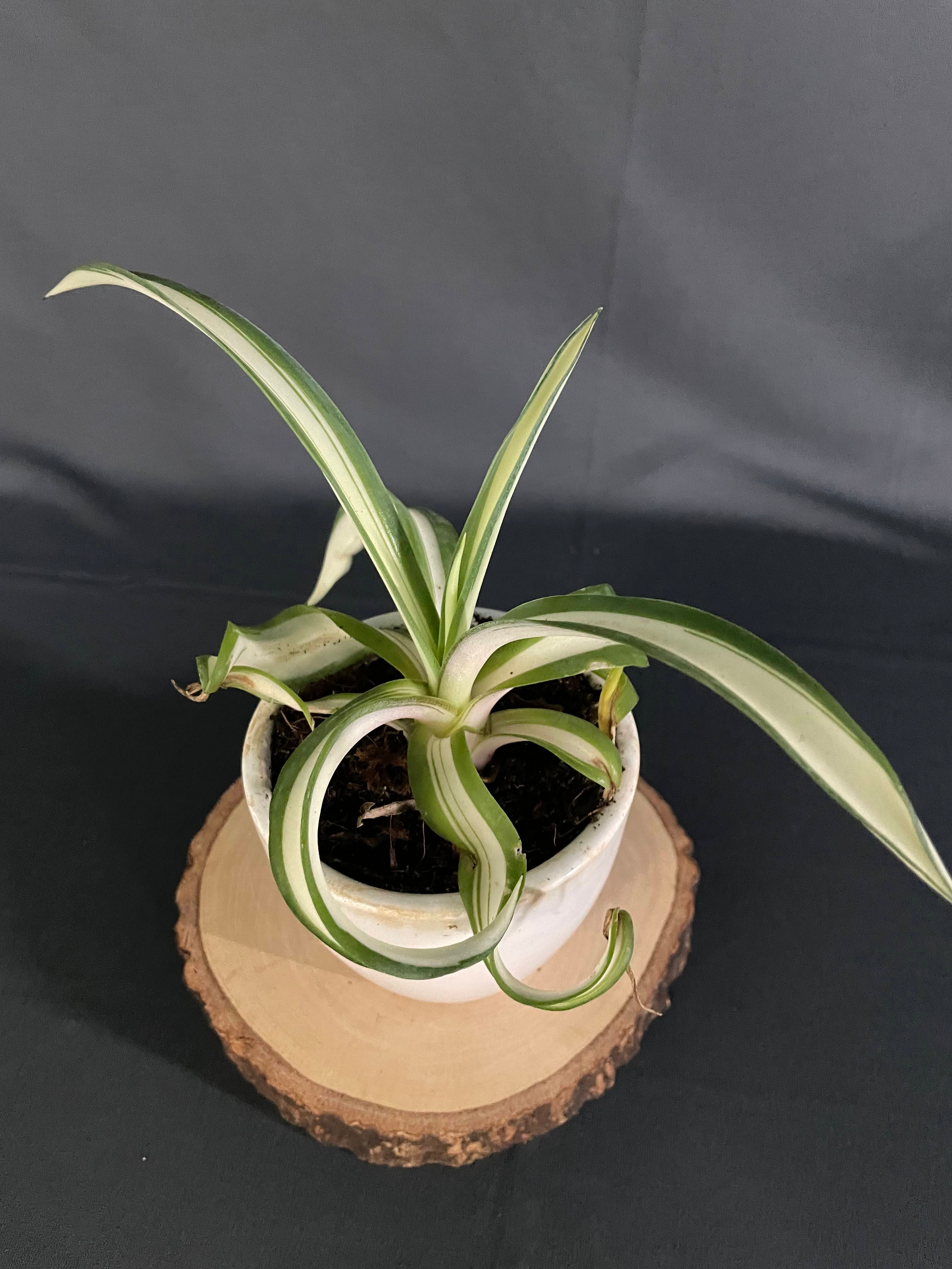 Agave desmettiana Aurea 