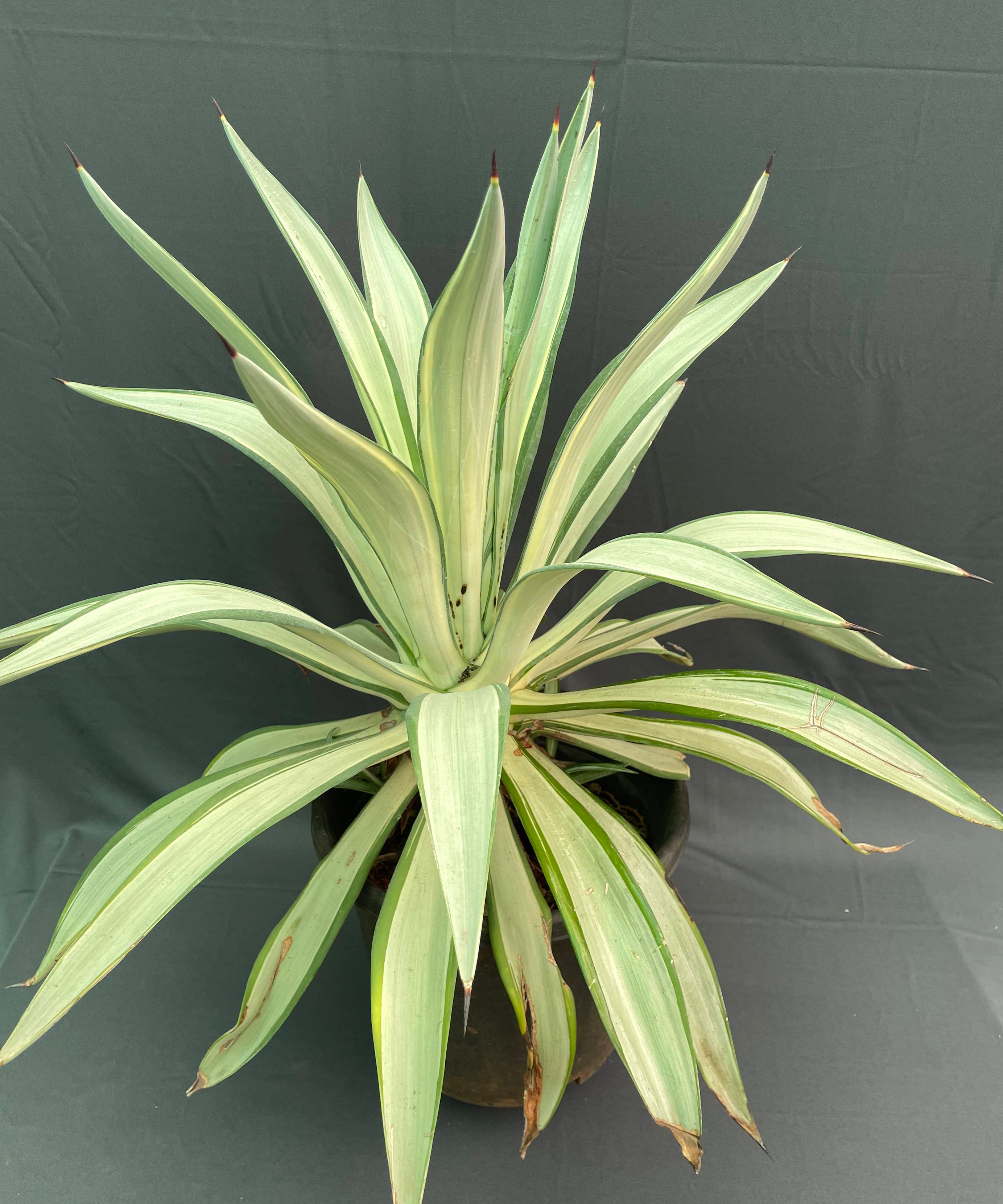 Agave desmettiana ‘Joe Hoak