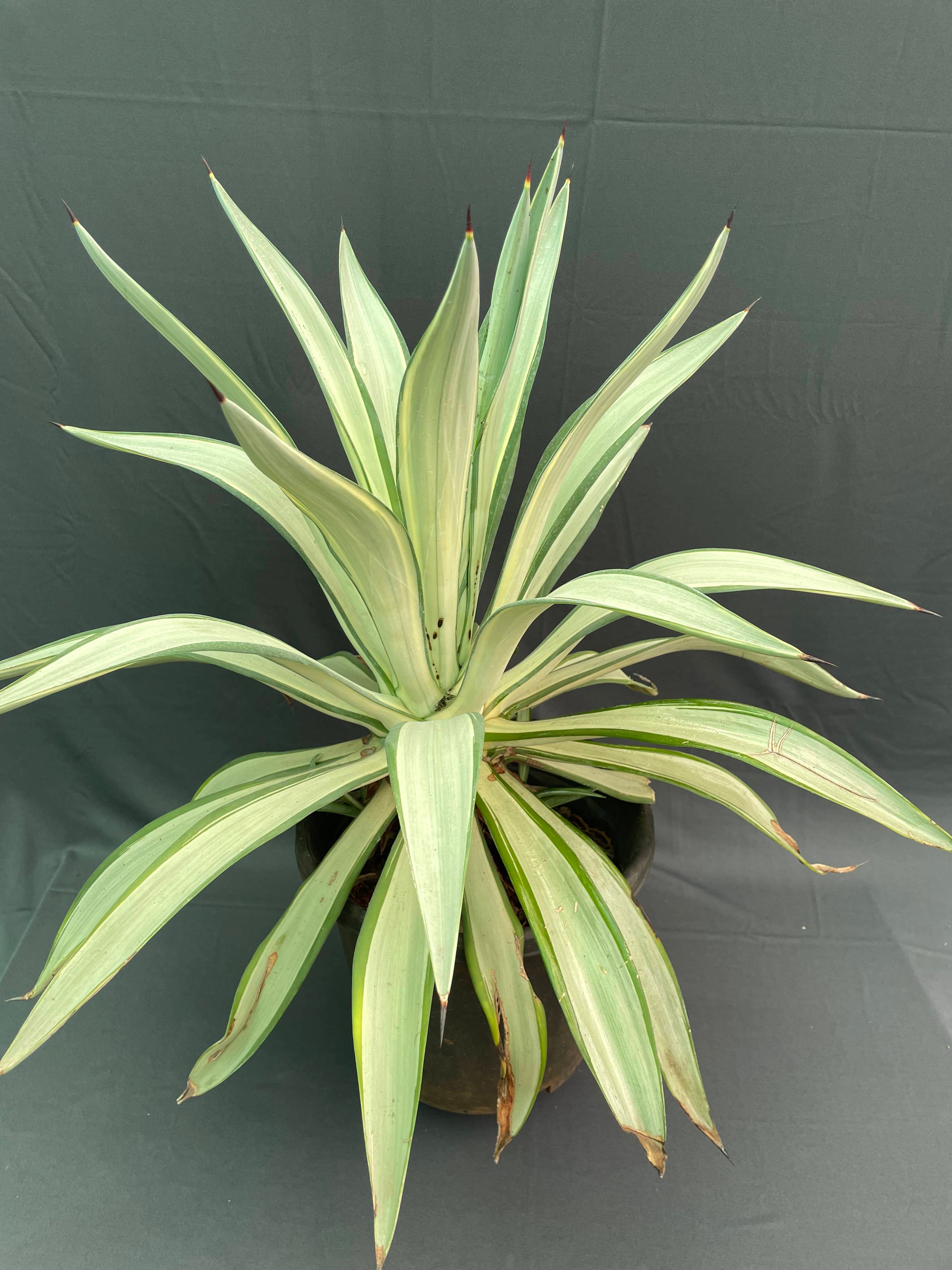 Agave desmettiana ‘Joe Hoak