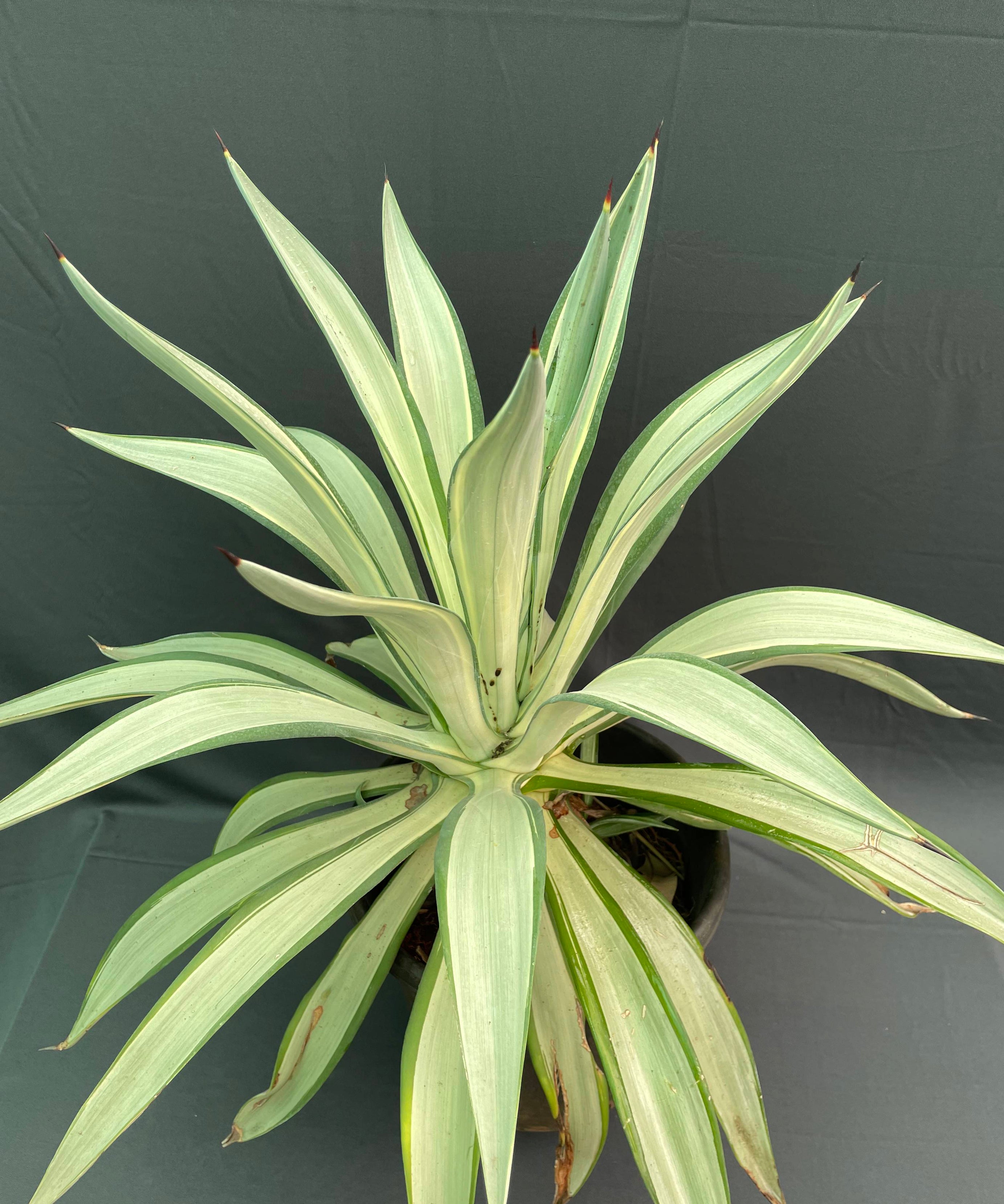 Agave desmettiana ‘Joe Hoak