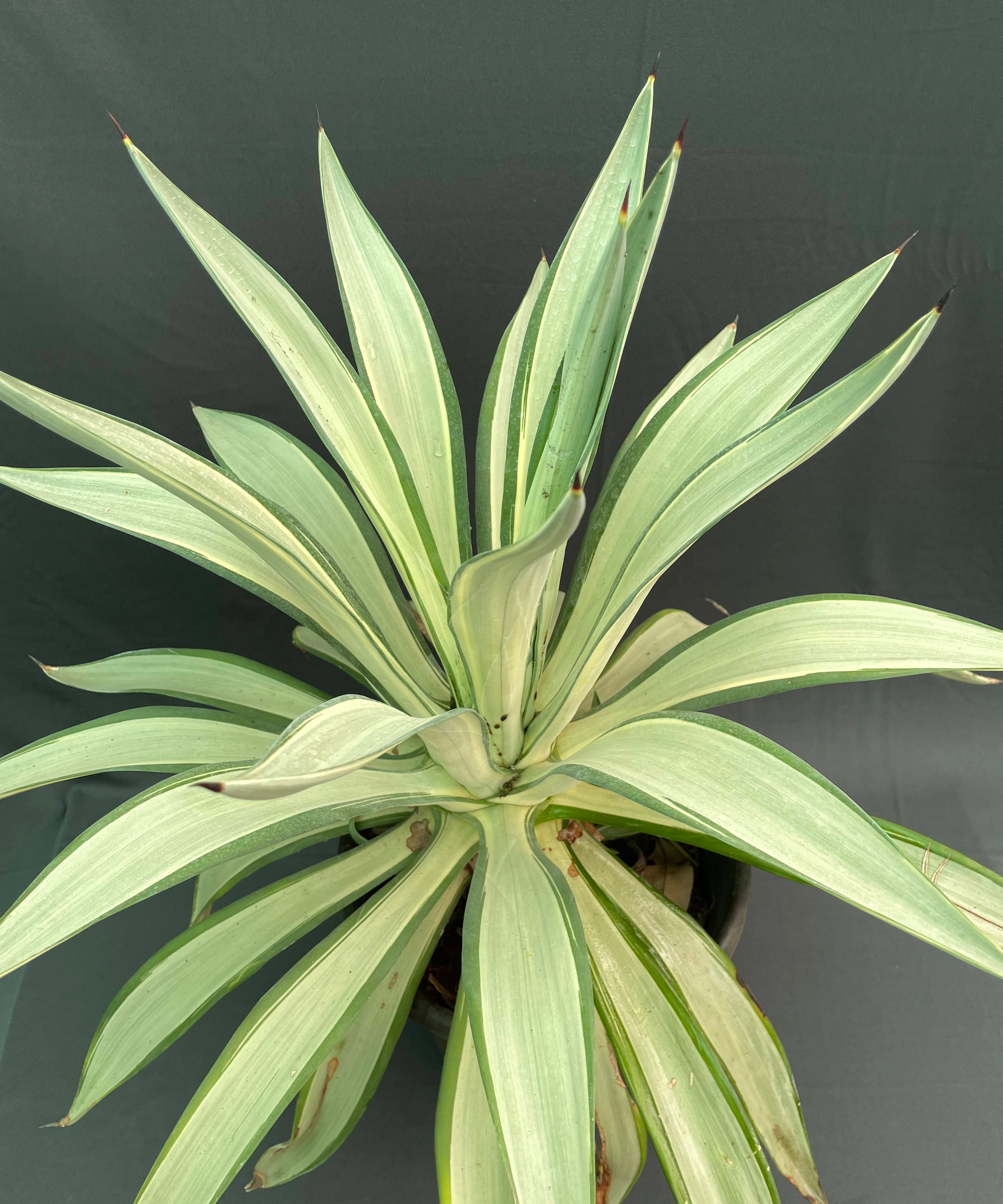 Agave desmettiana ‘Joe Hoak