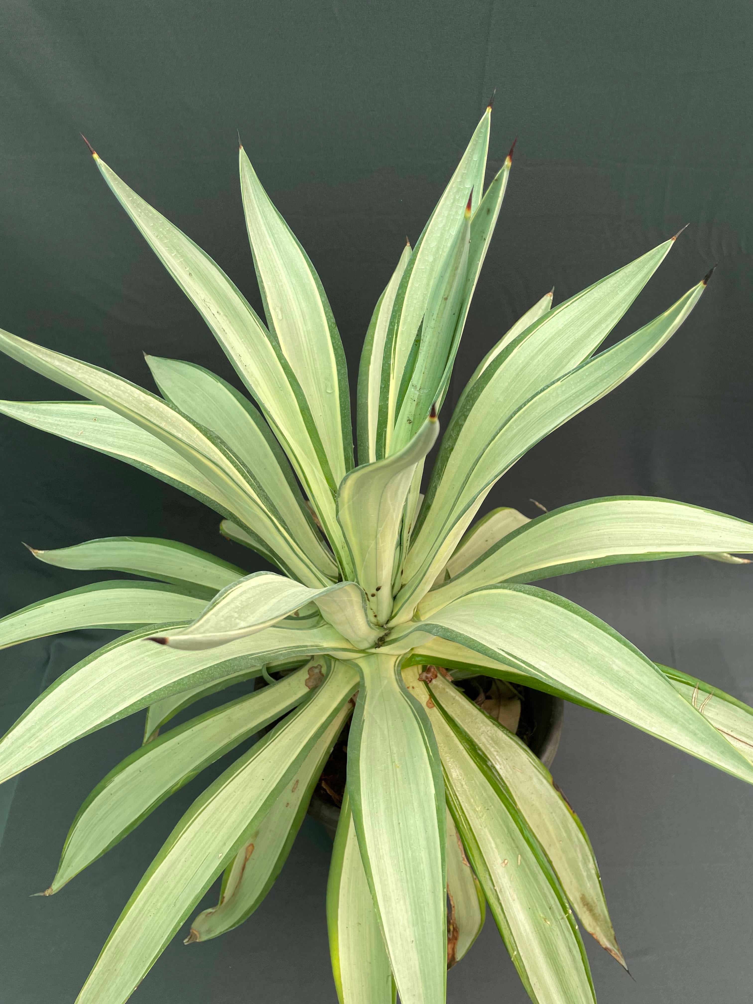 Agave desmettiana ‘Joe Hoak