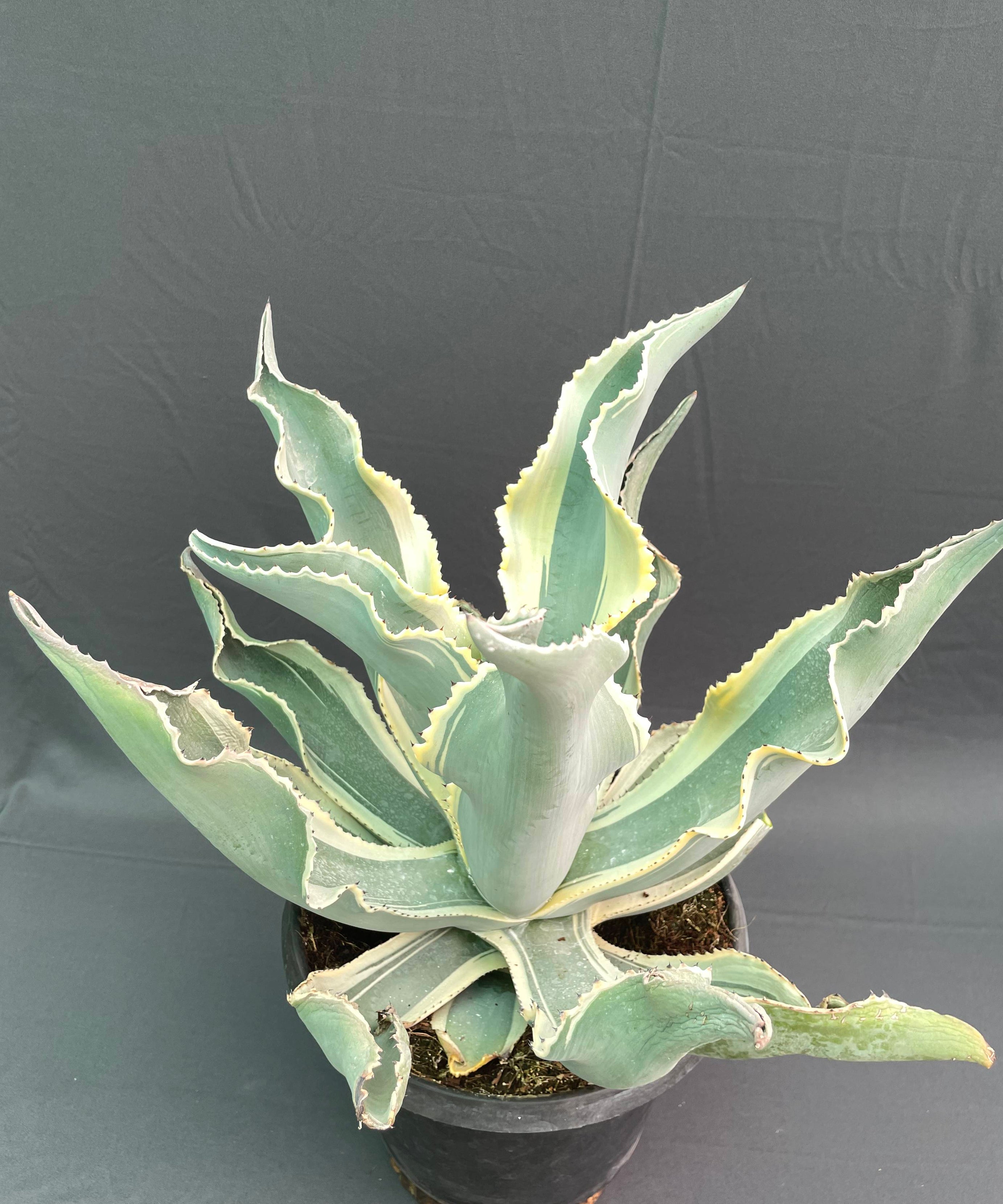 Agave gypsophila ‘Ivory Curls’ – Rare 