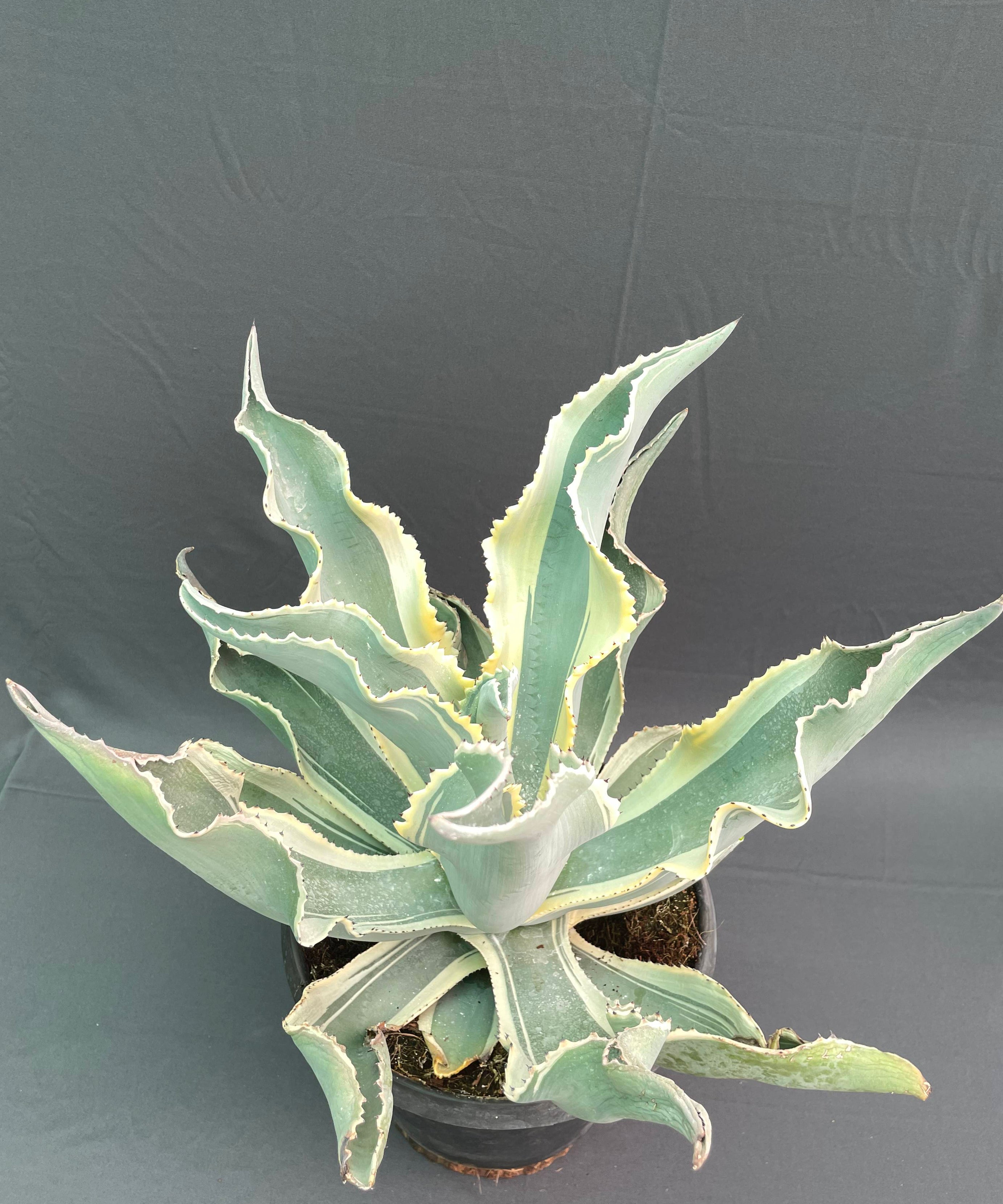 Agave gypsophila ‘Ivory Curls’ – Rare 