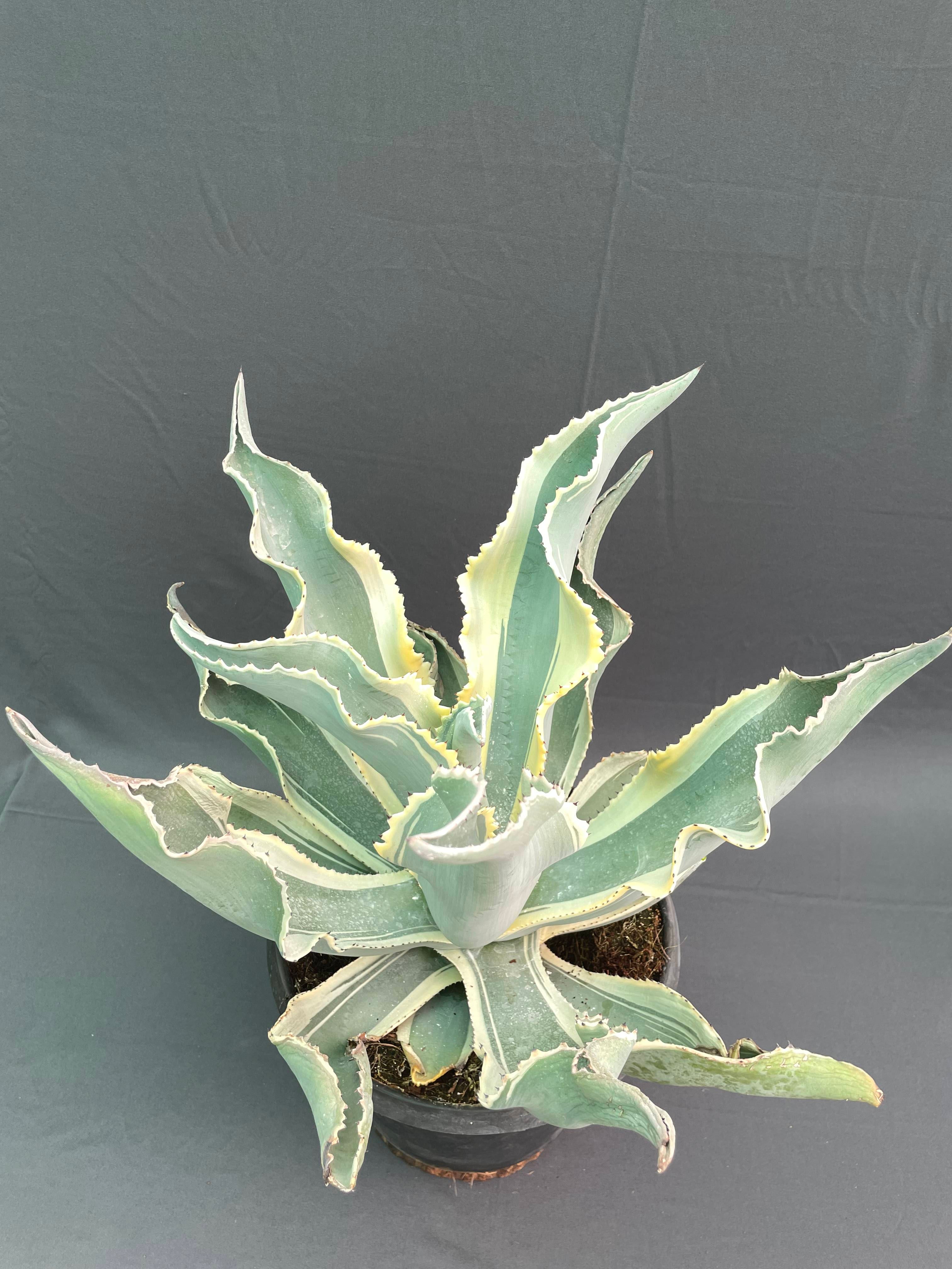 Agave gypsophila ‘Ivory Curls’ – Rare 