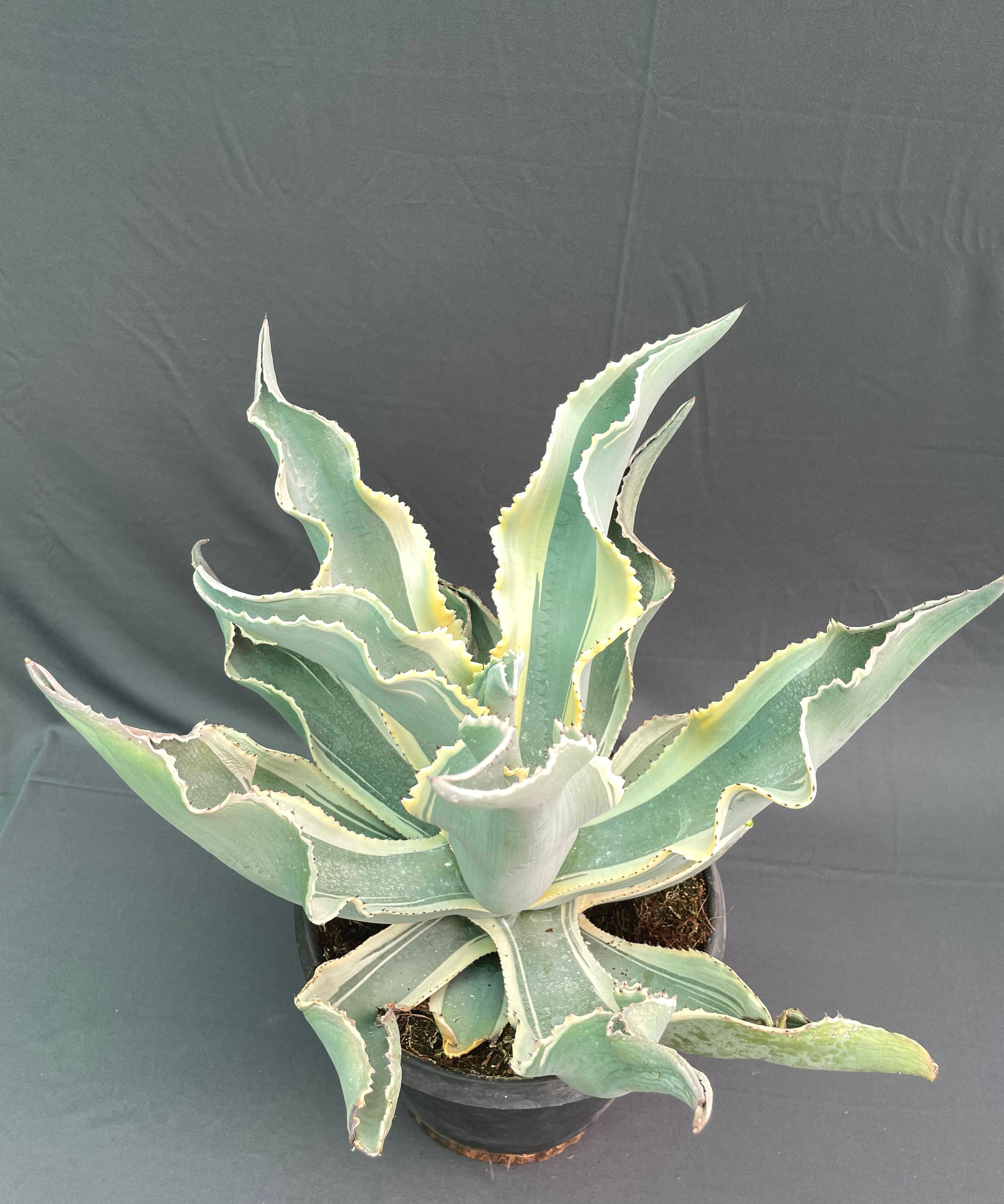 Agave gypsophila ‘Ivory Curls’ – Rare 