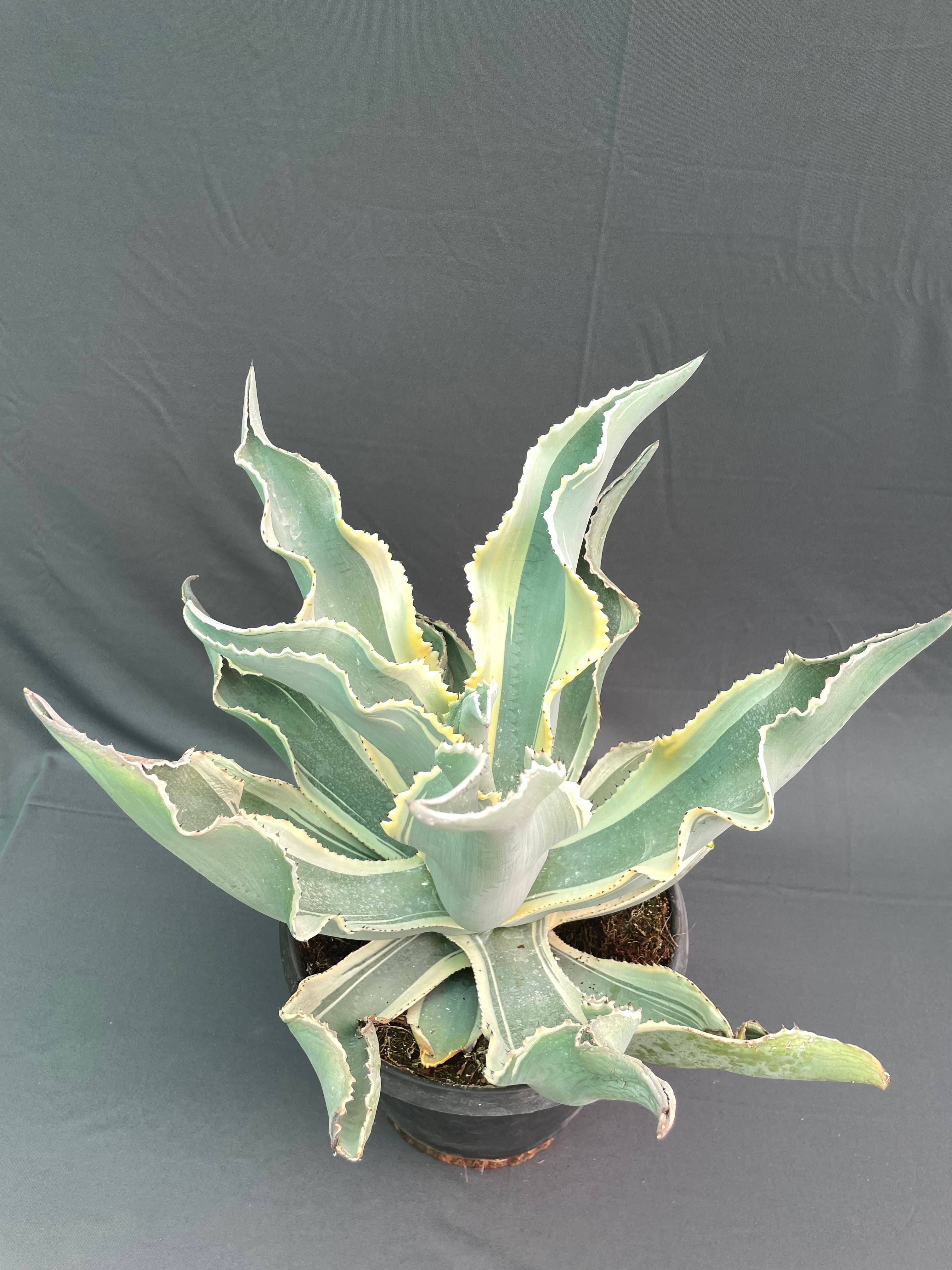 Agave gypsophila ‘Ivory Curls’ – Rare 