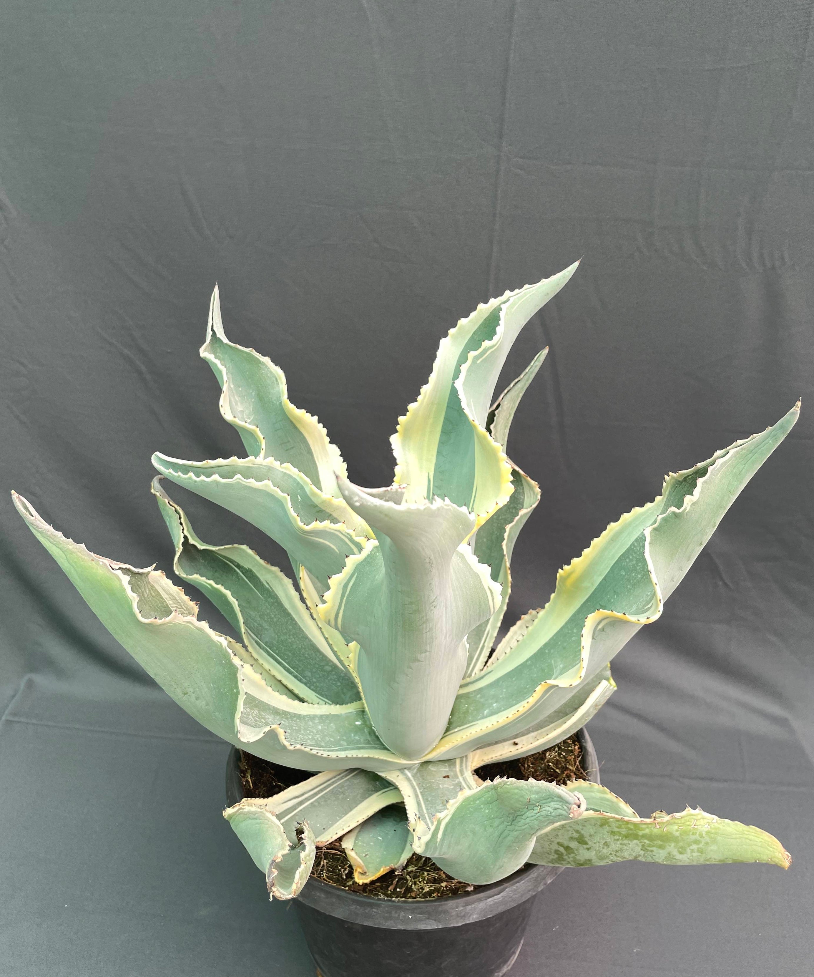 Agave gypsophila ‘Ivory Curls’ – Rare 