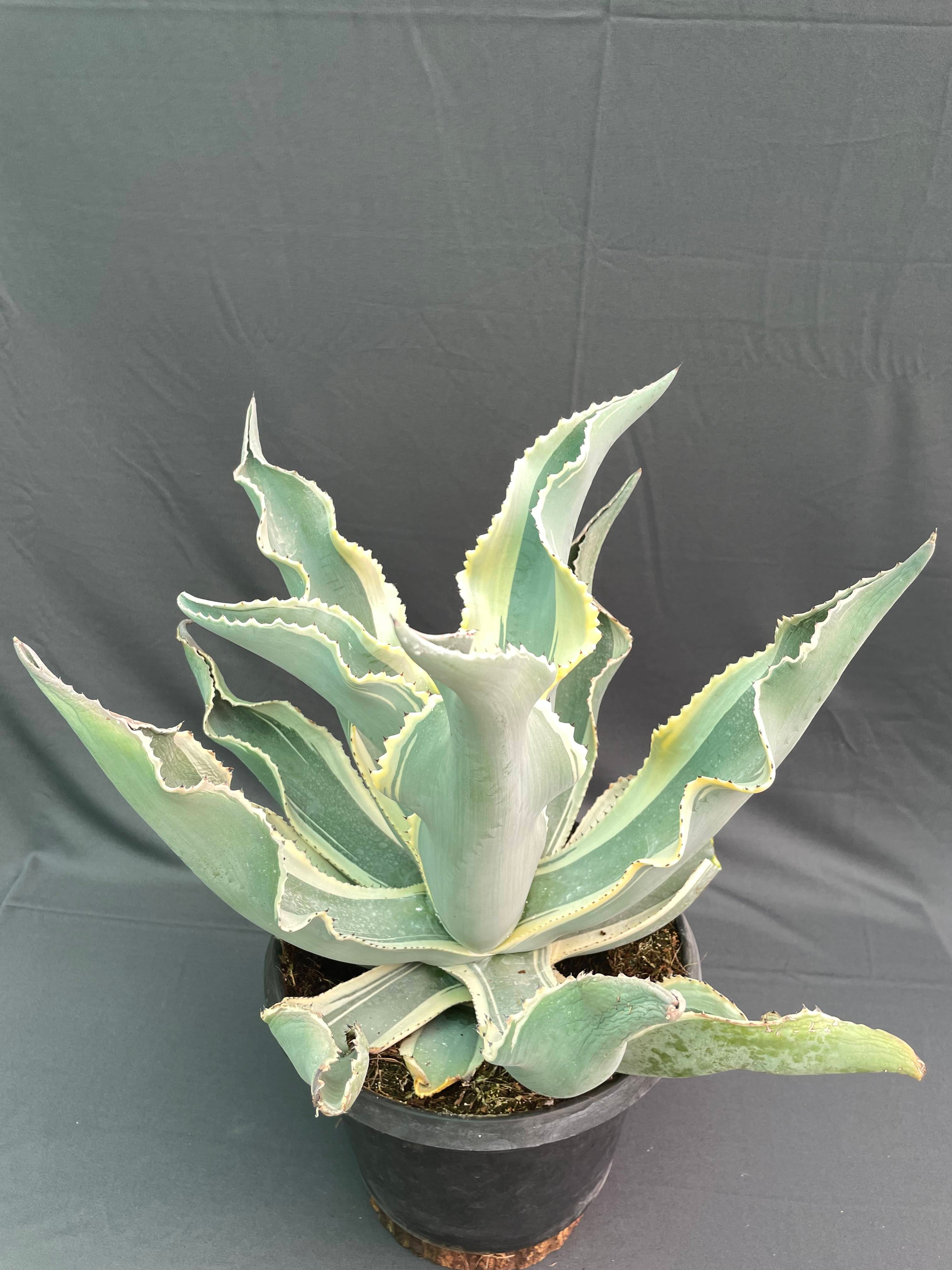 Agave gypsophila ‘Ivory Curls’ – Rare 