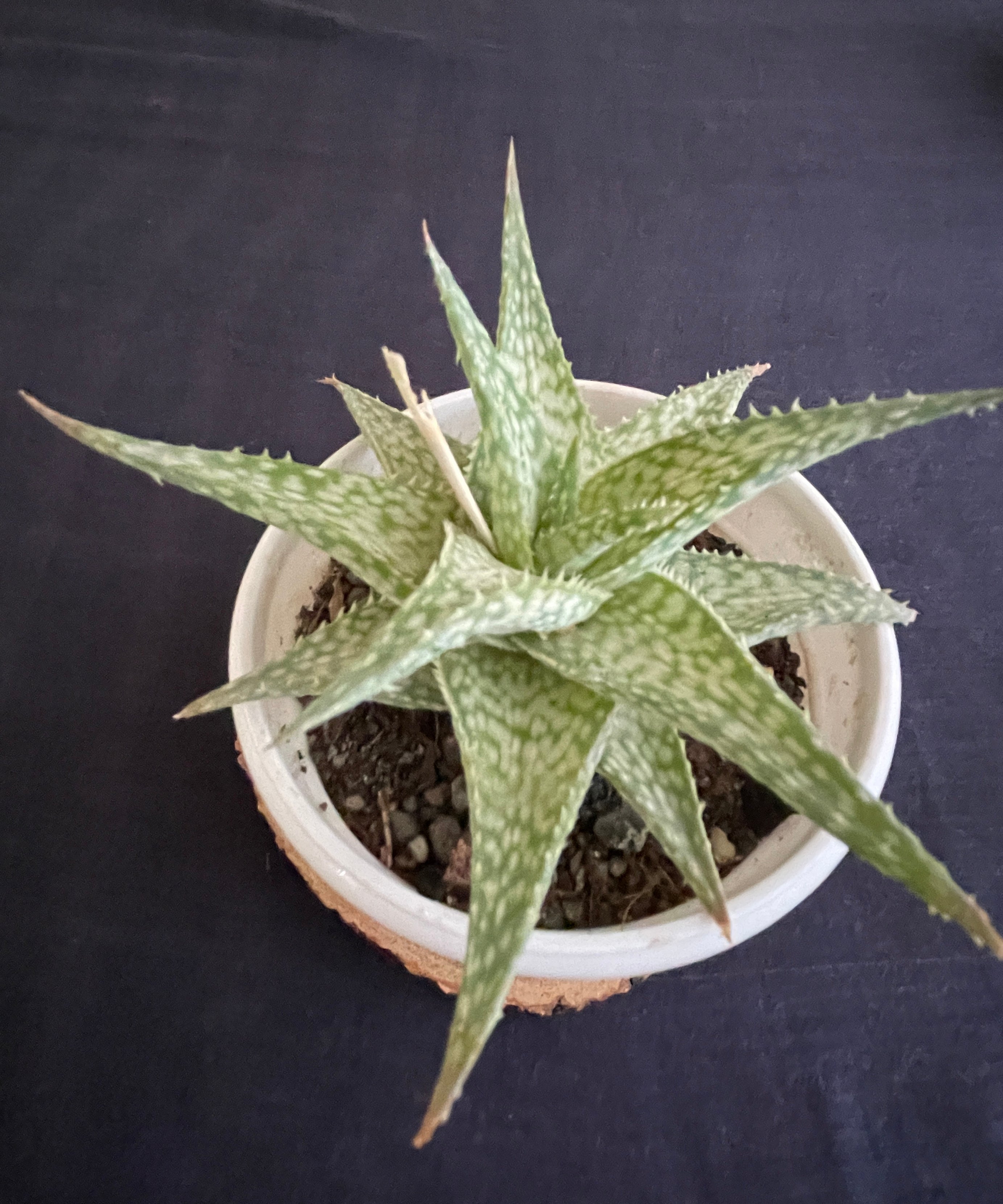 Aloe Bizzard