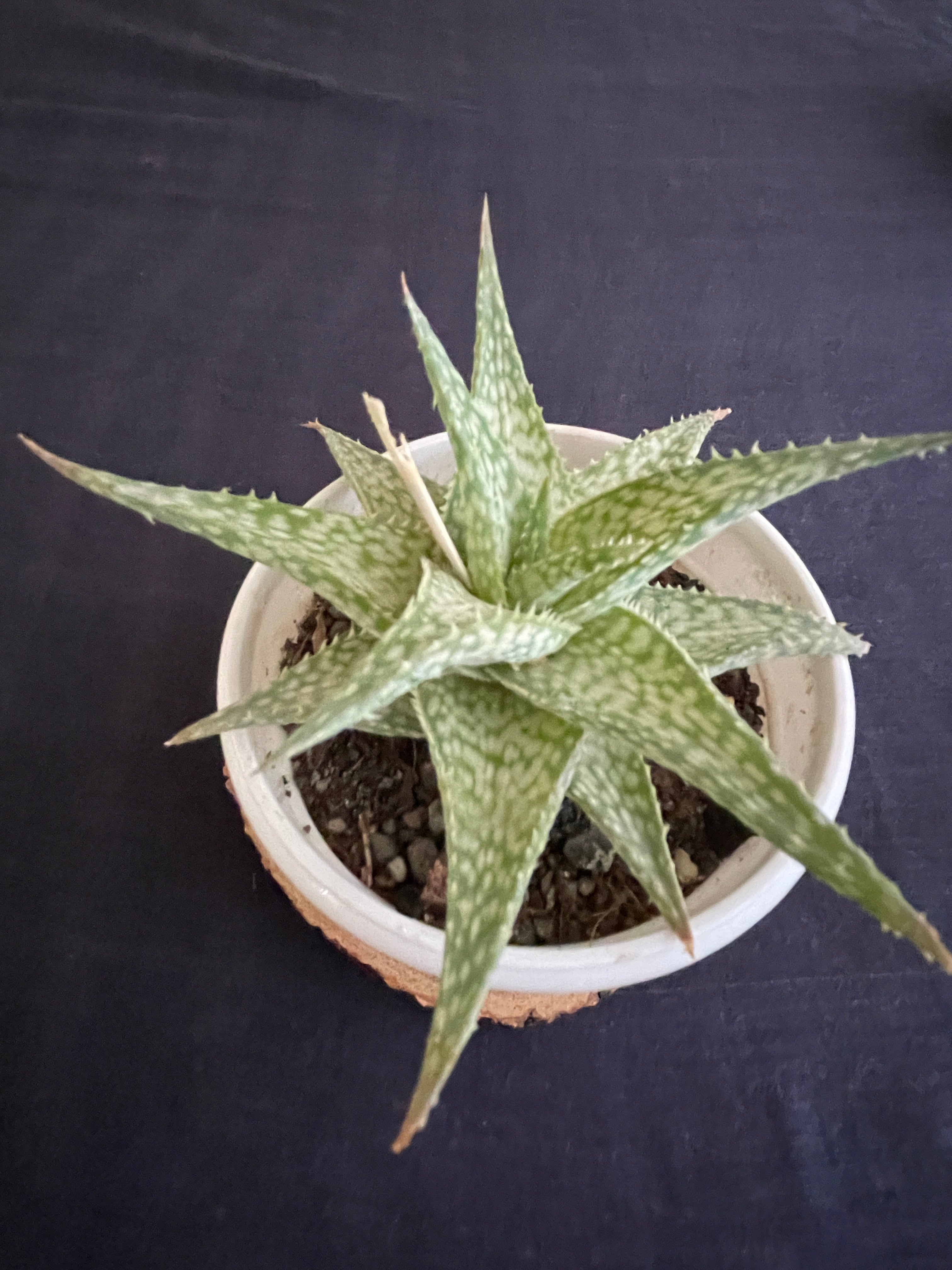 Aloe Bizzard