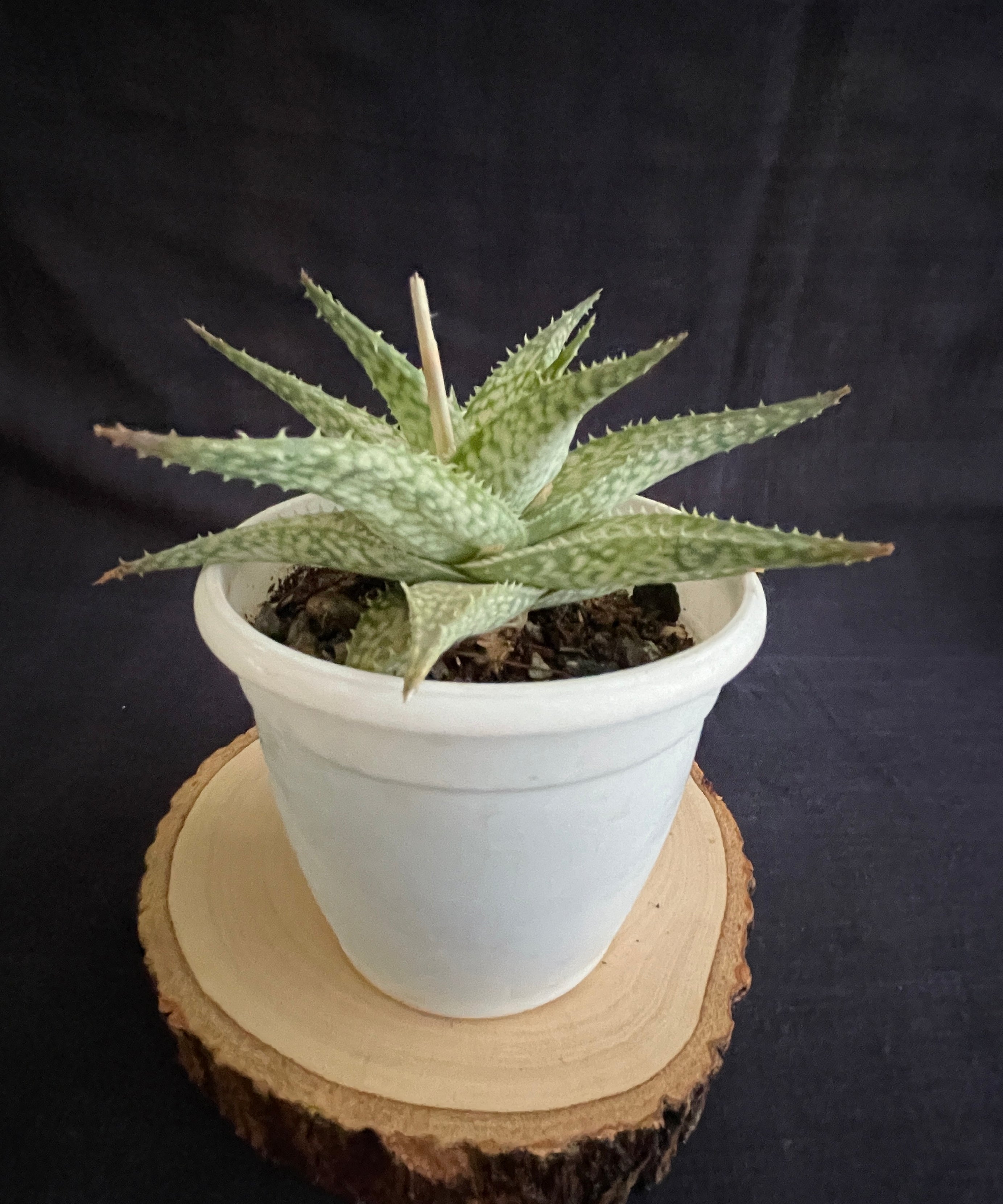 Aloe Bizzard