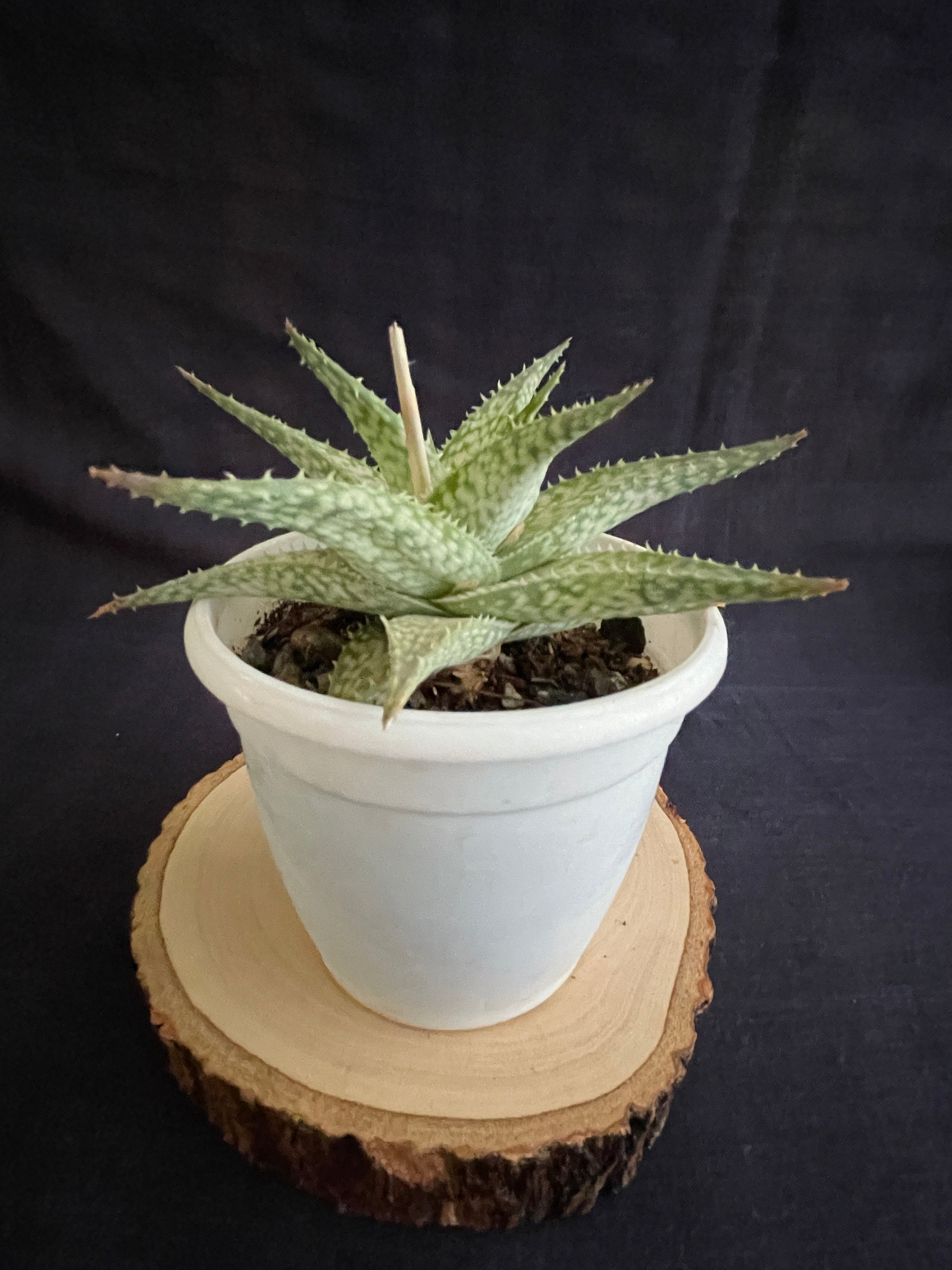 Aloe Bizzard