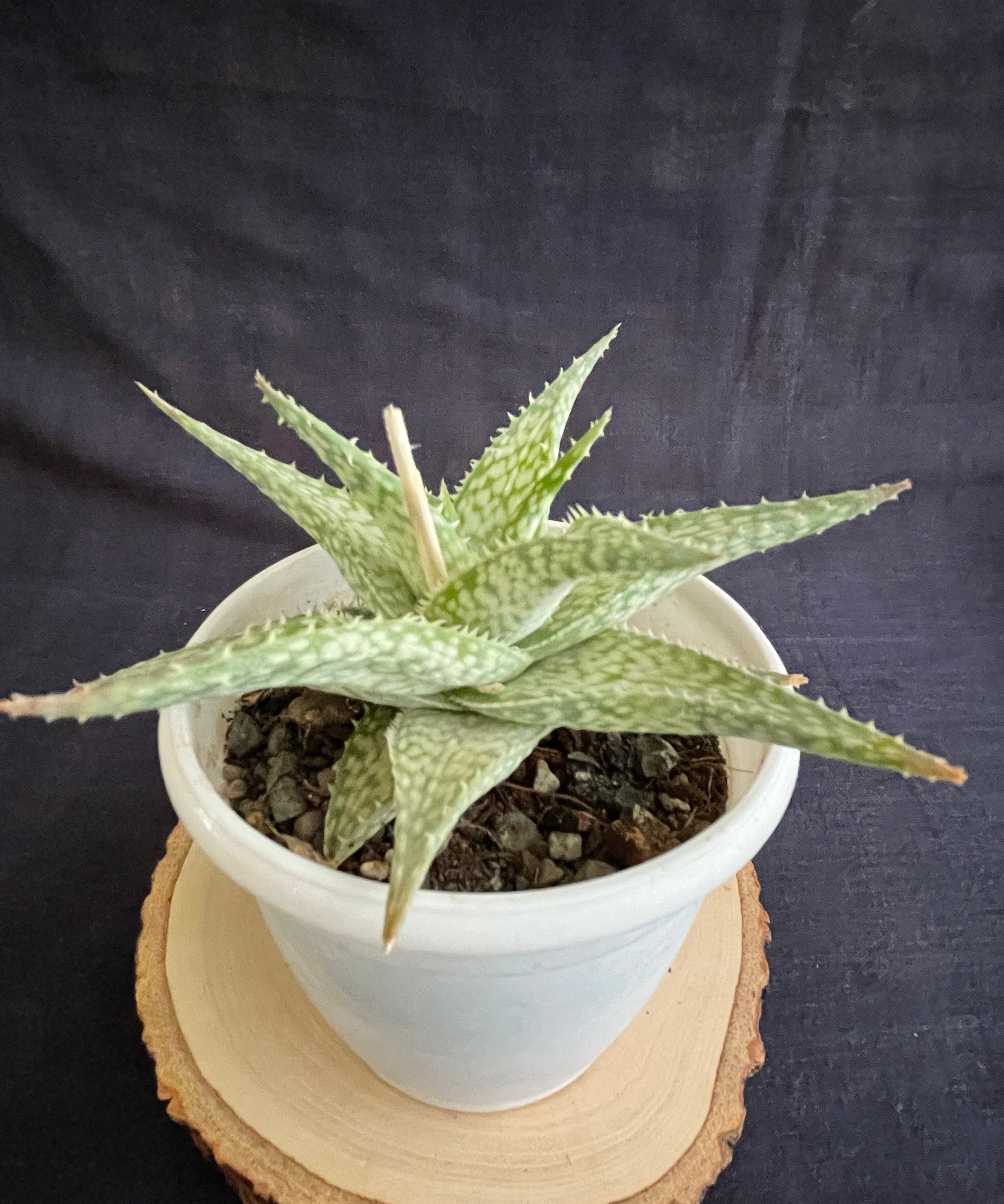 Aloe Bizzard