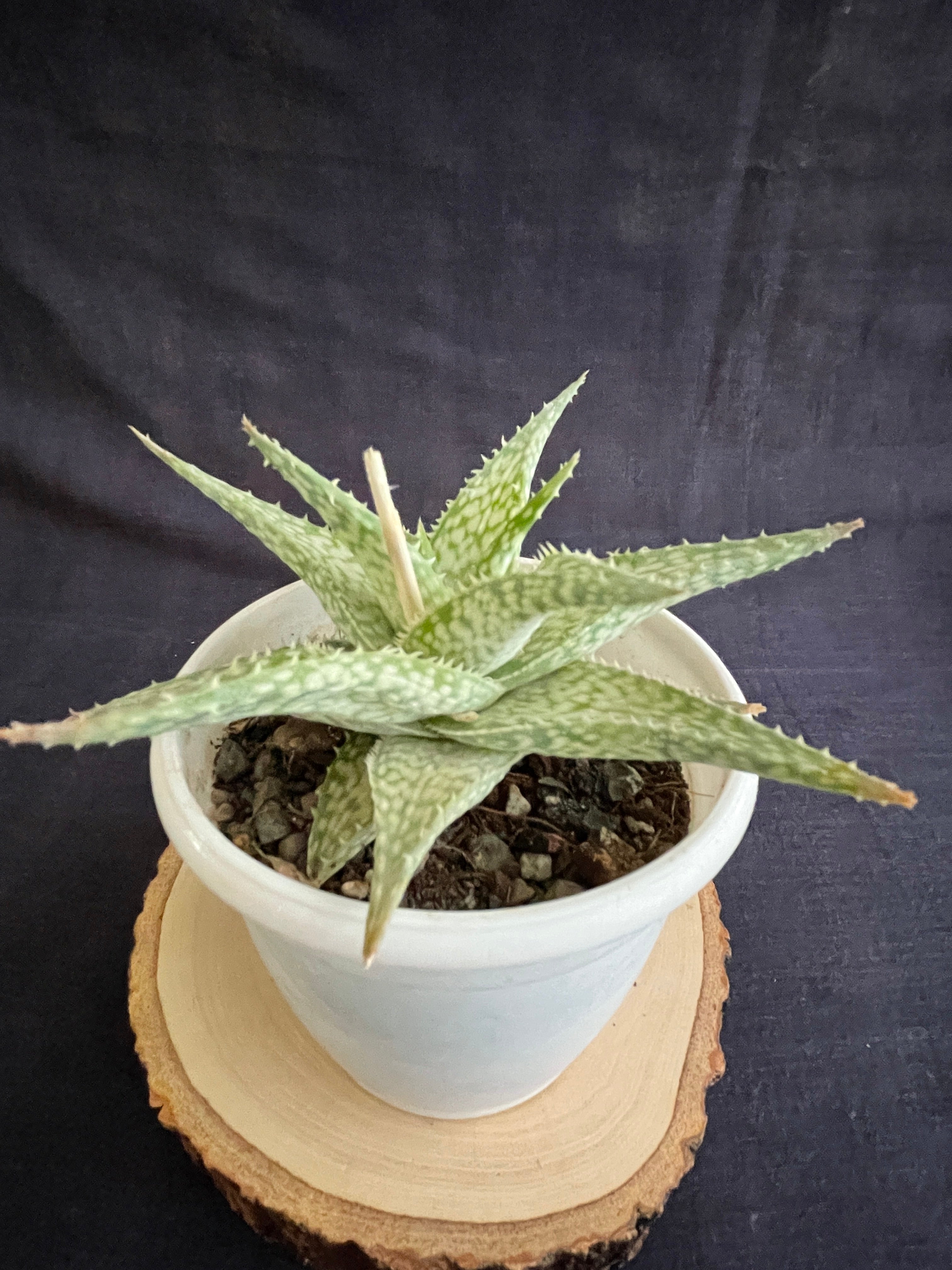 Aloe Bizzard