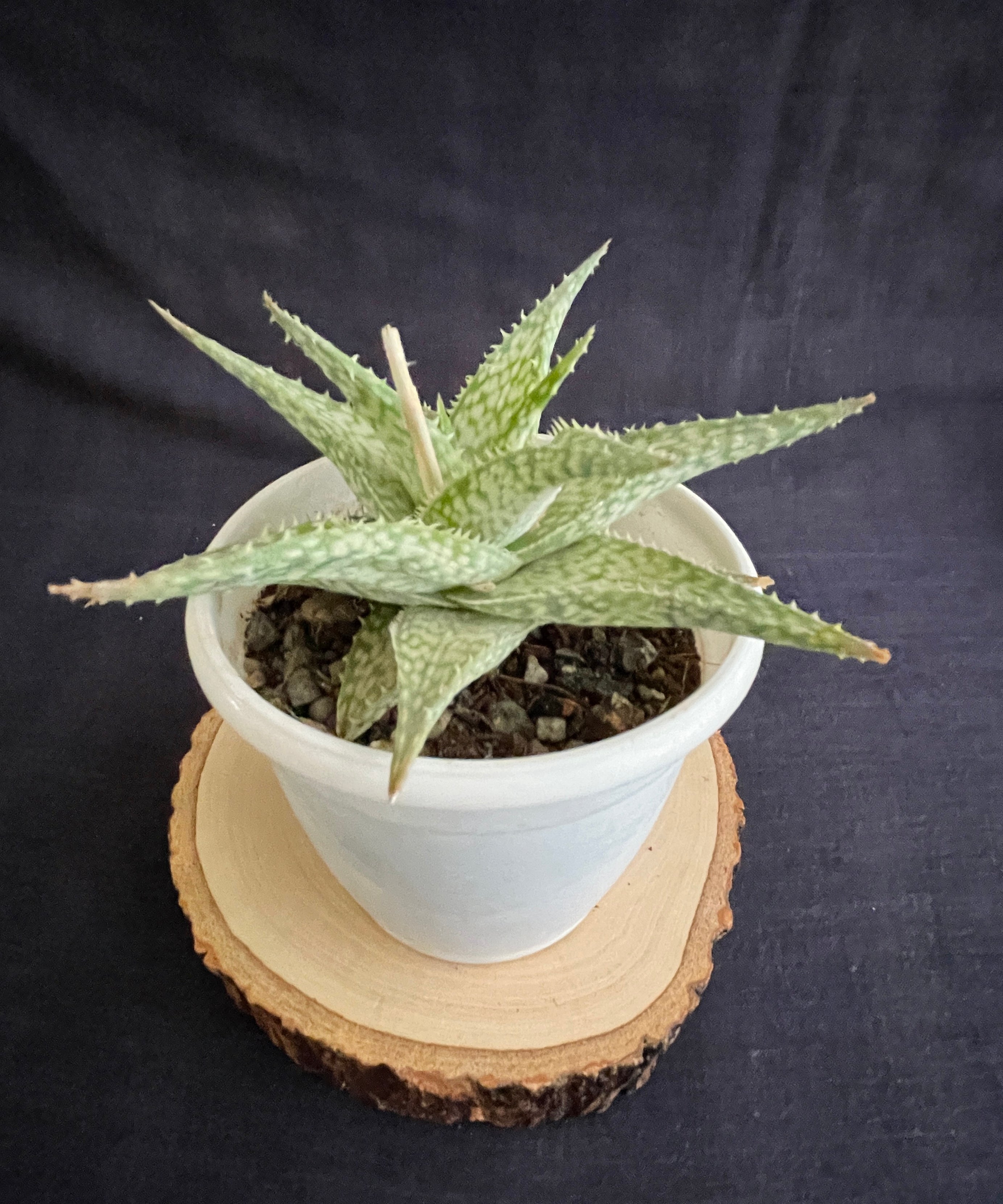 Aloe Bizzard