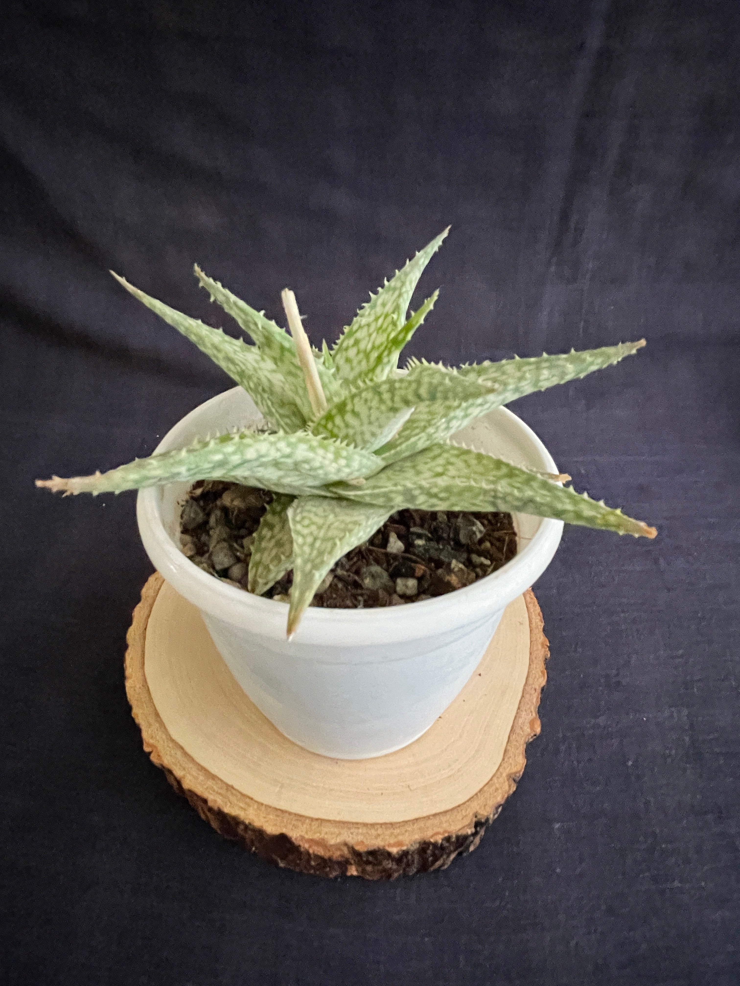 Aloe Bizzard