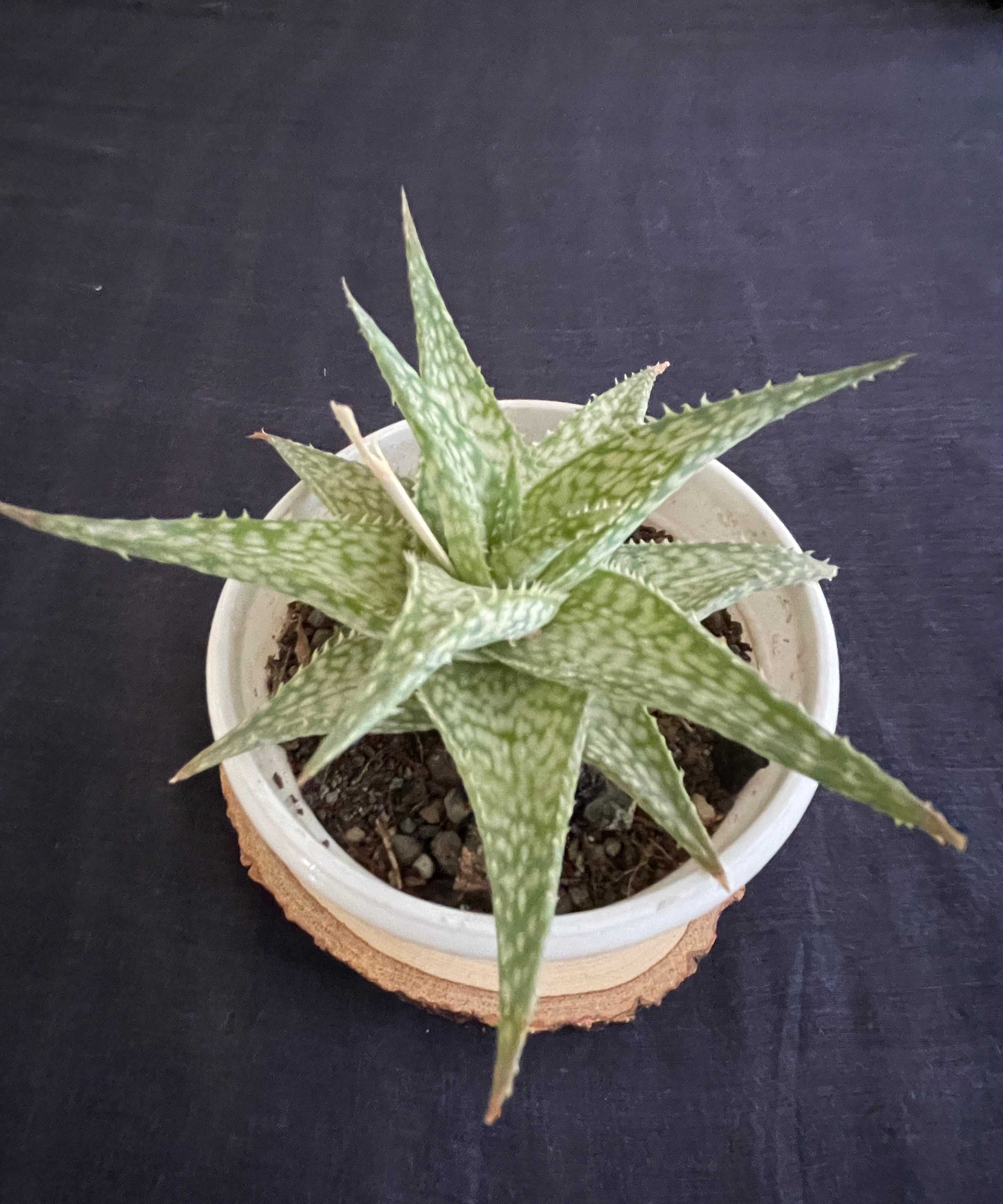 Aloe Bizzard