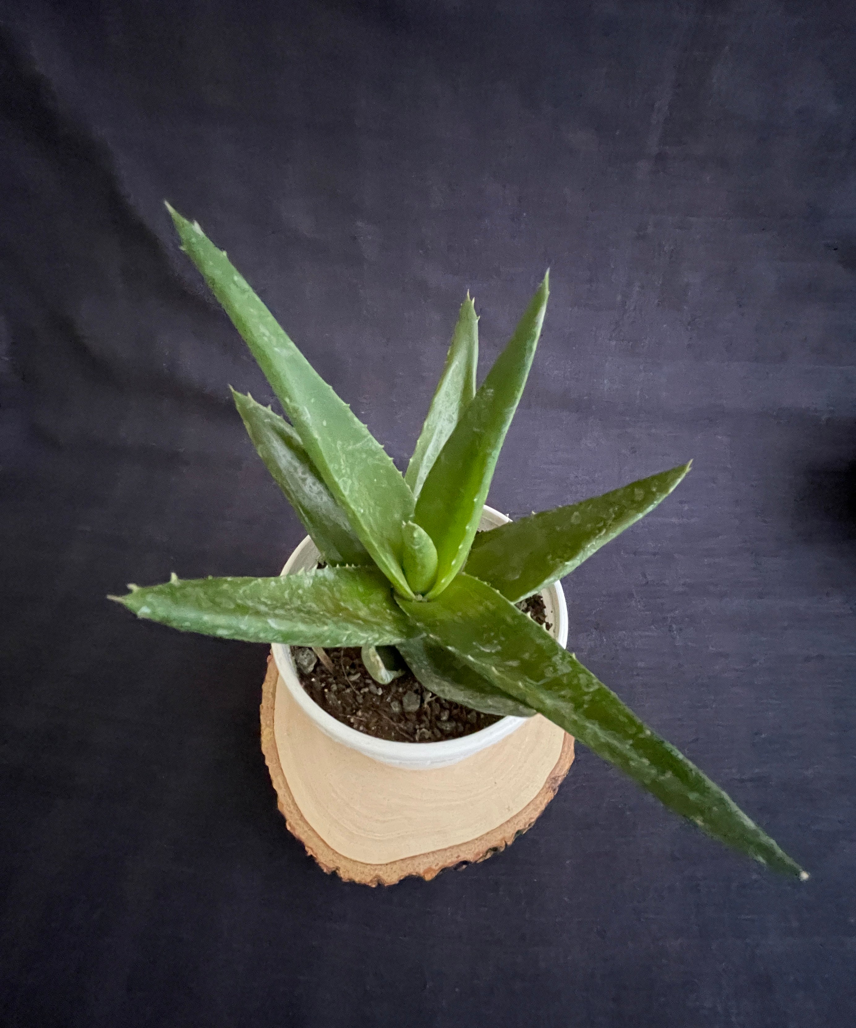Aloe Black Gem