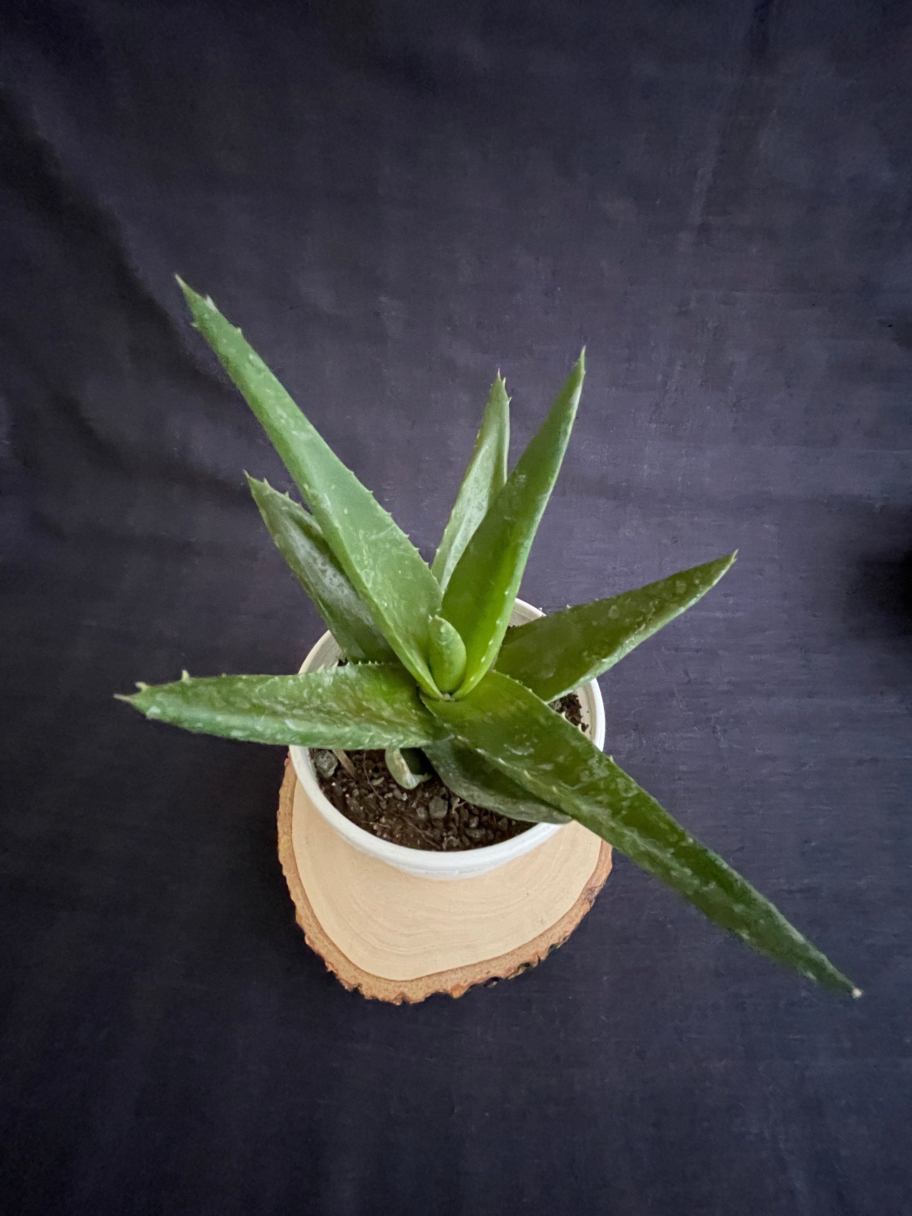 Aloe Black Gem