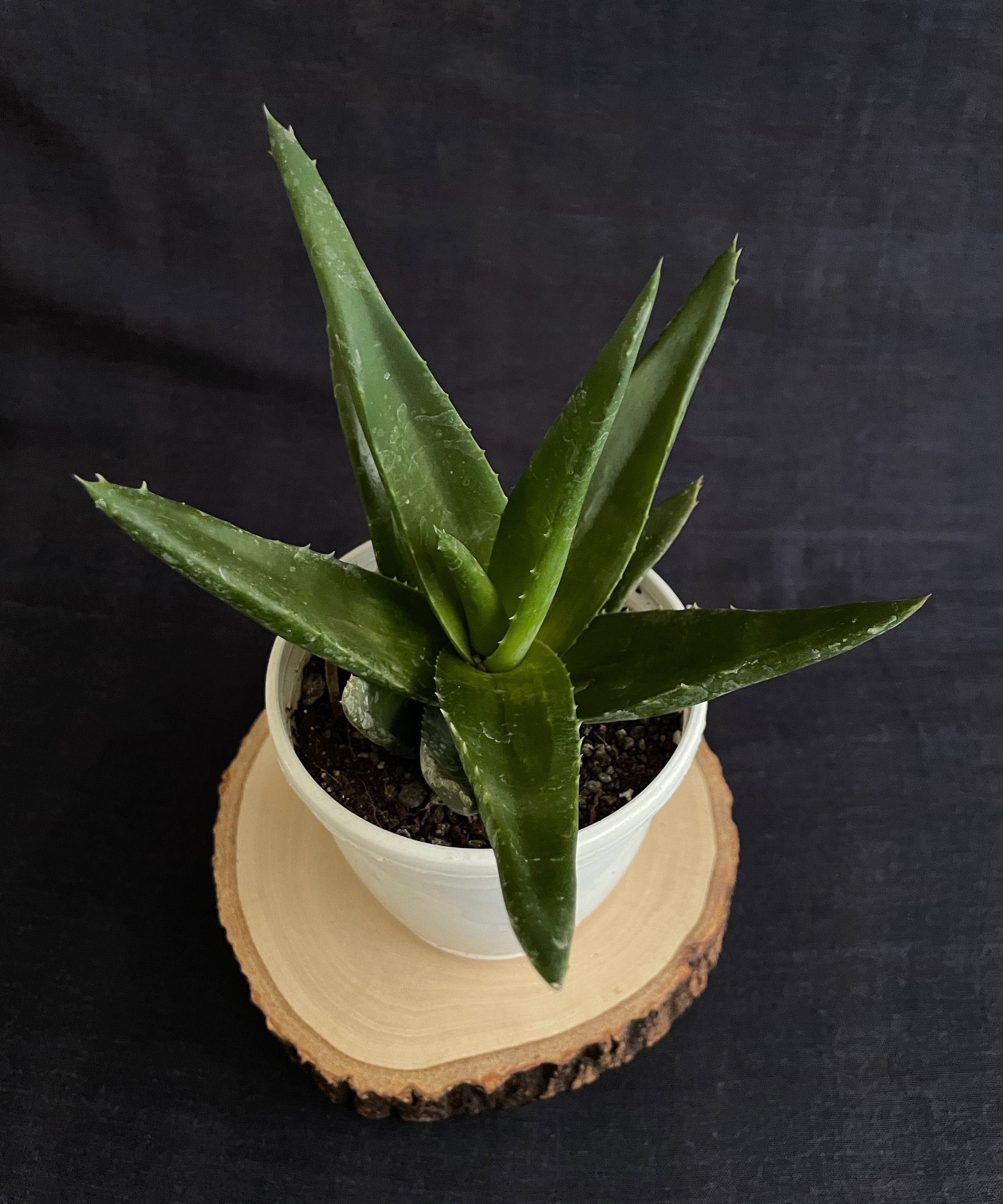 Aloe Black Gem