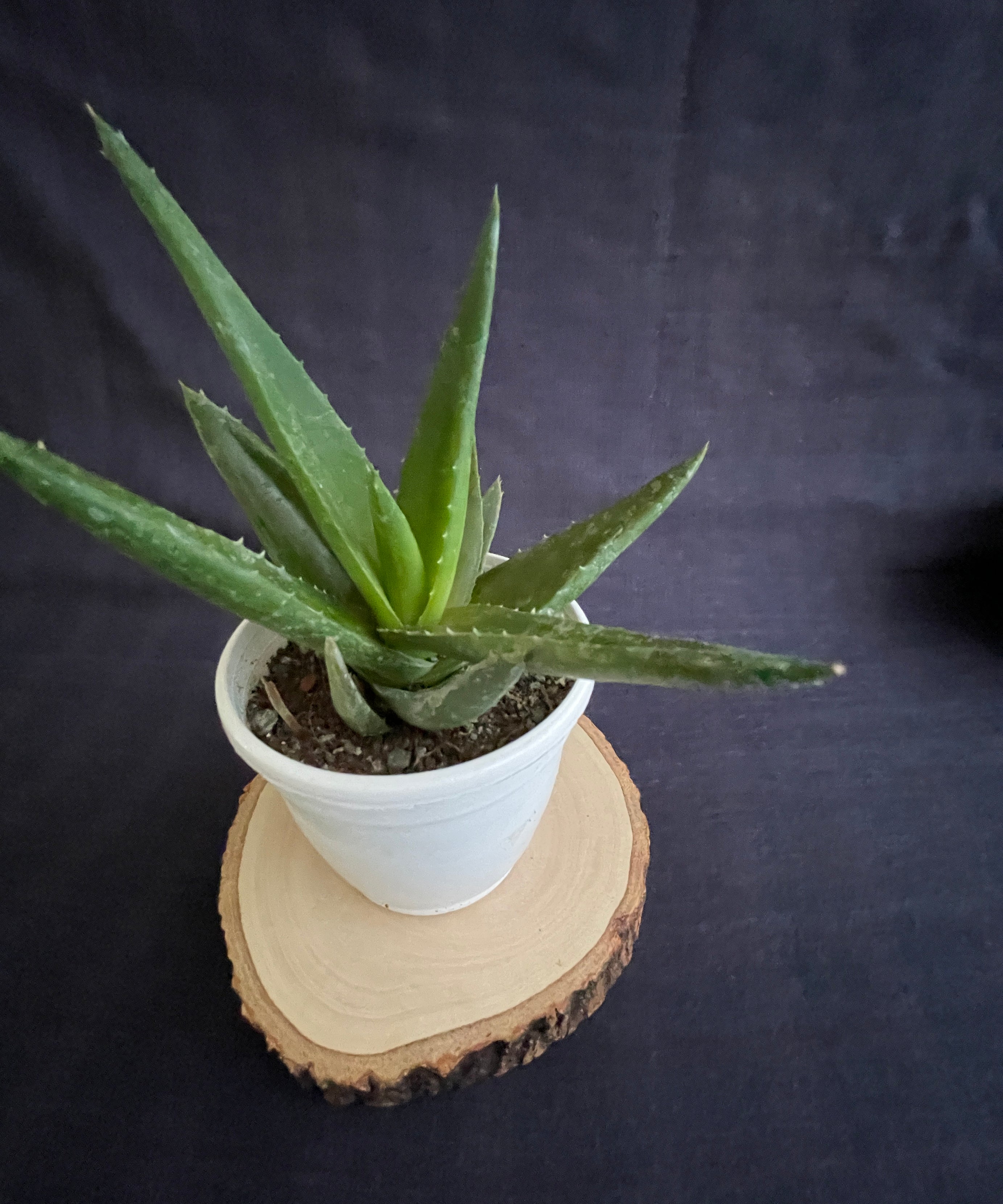 Aloe Black Gem