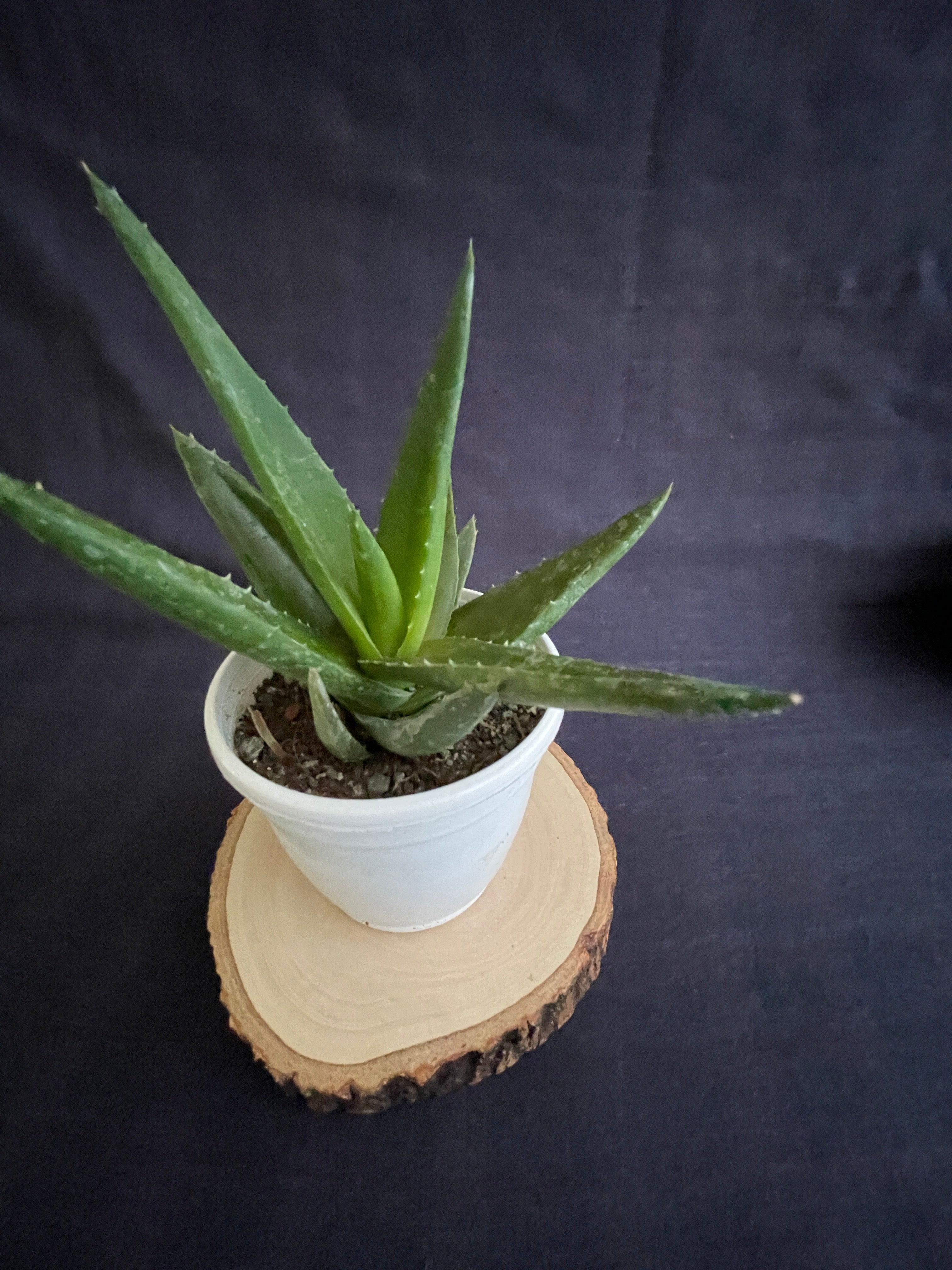 Aloe Black Gem
