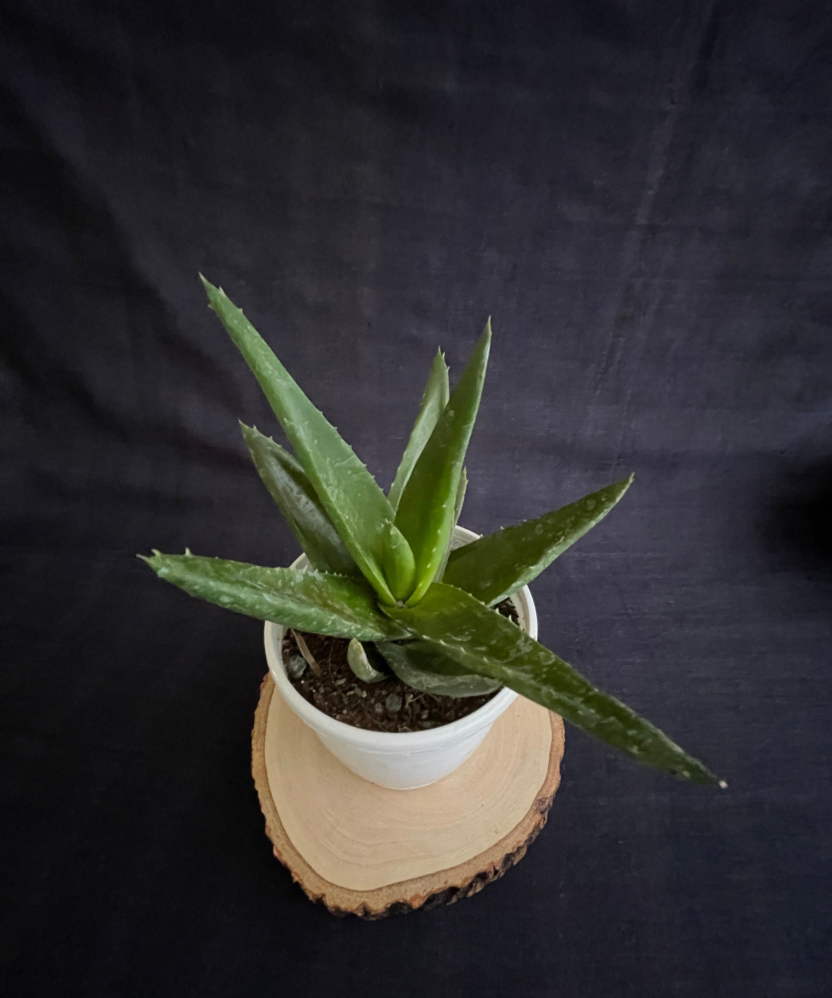 Aloe Black Gem