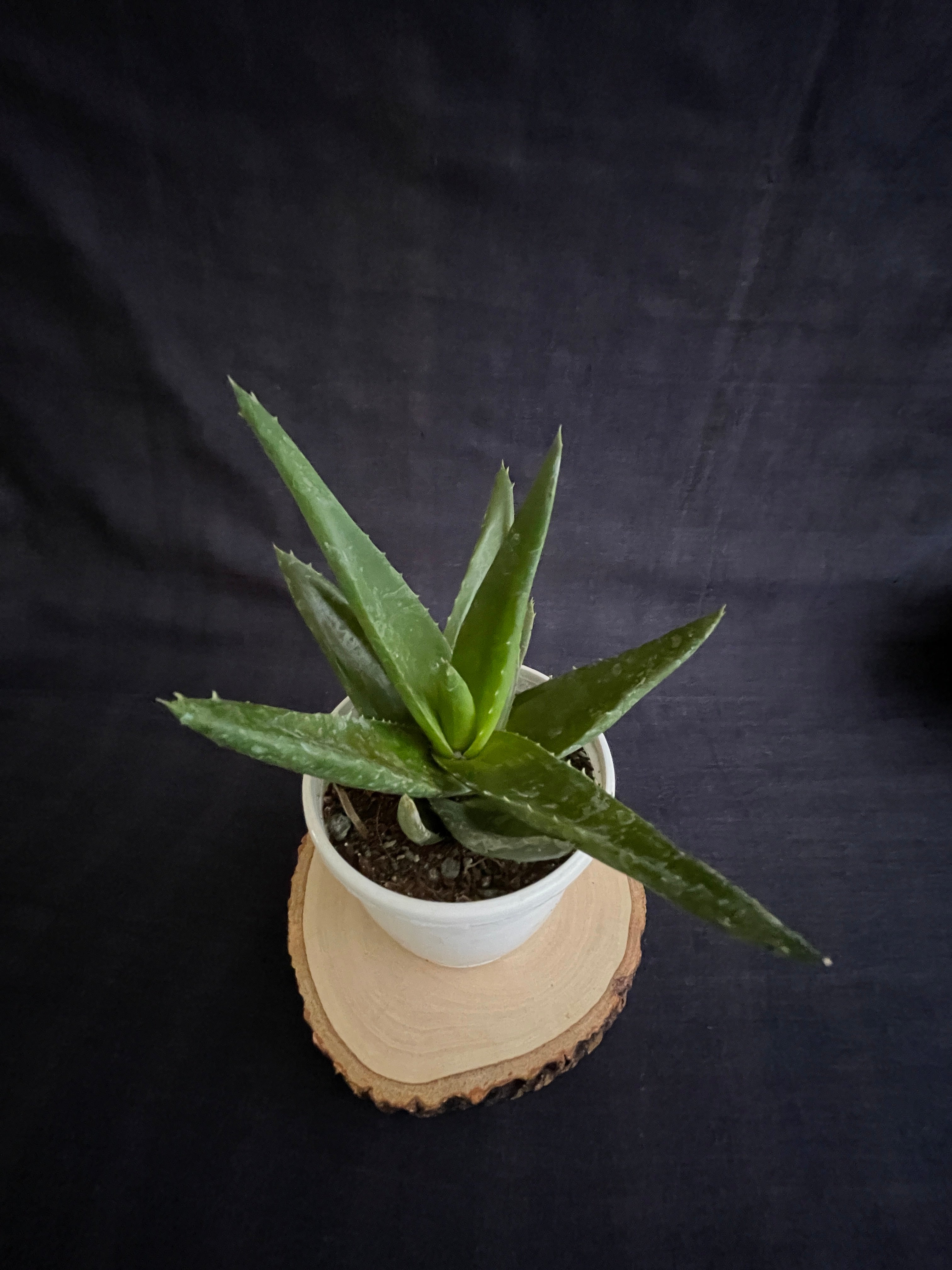 Aloe Black Gem
