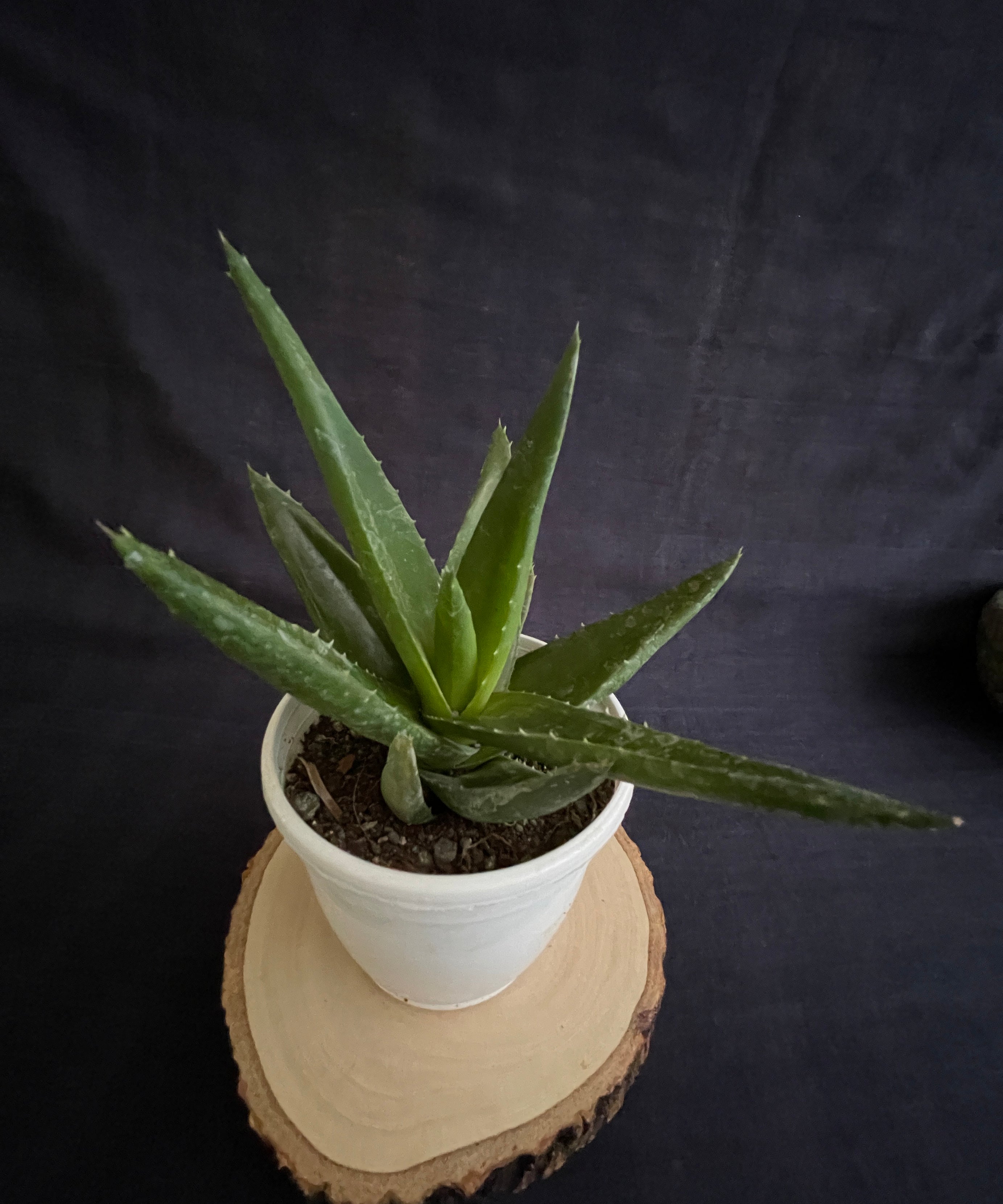 Aloe Black Gem