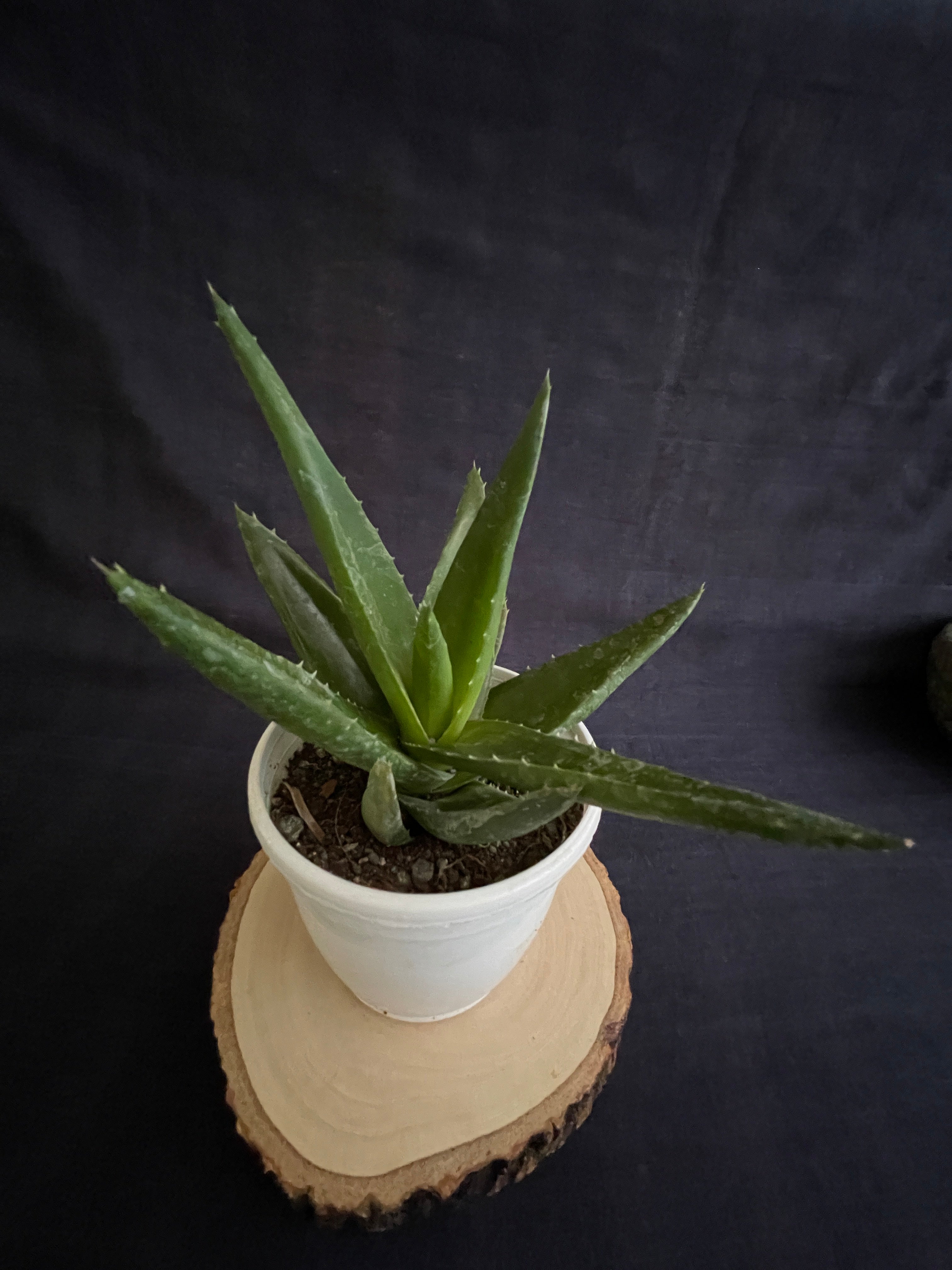 Aloe Black Gem