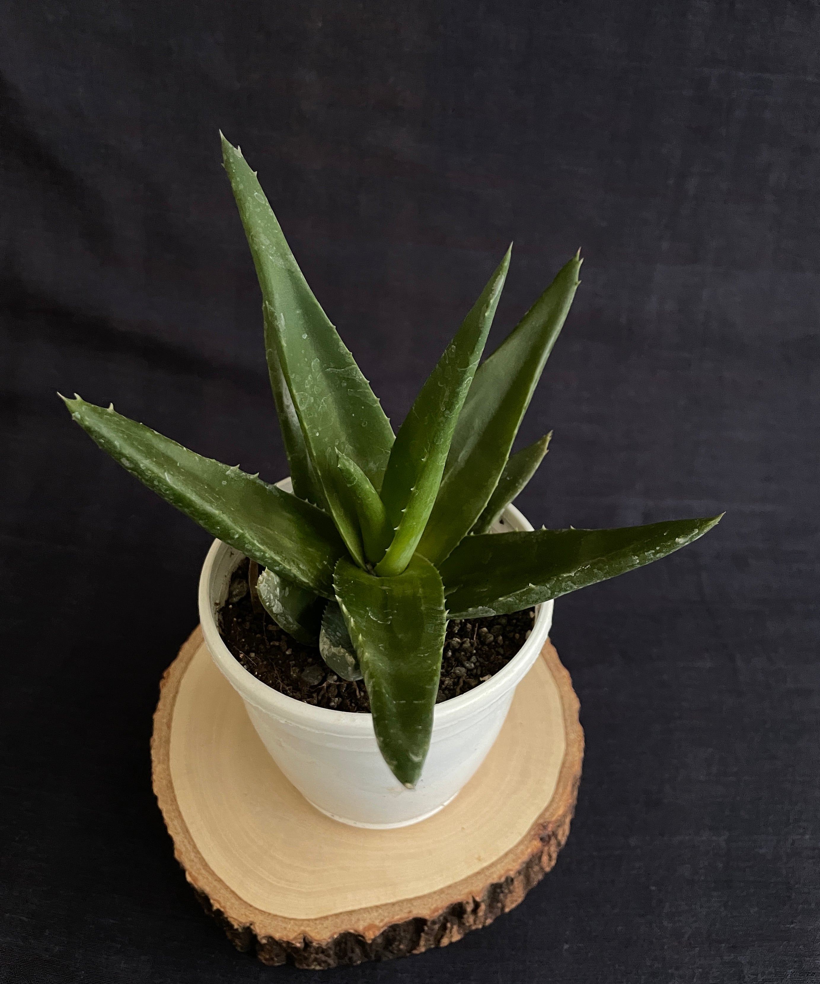 Aloe Black Gem