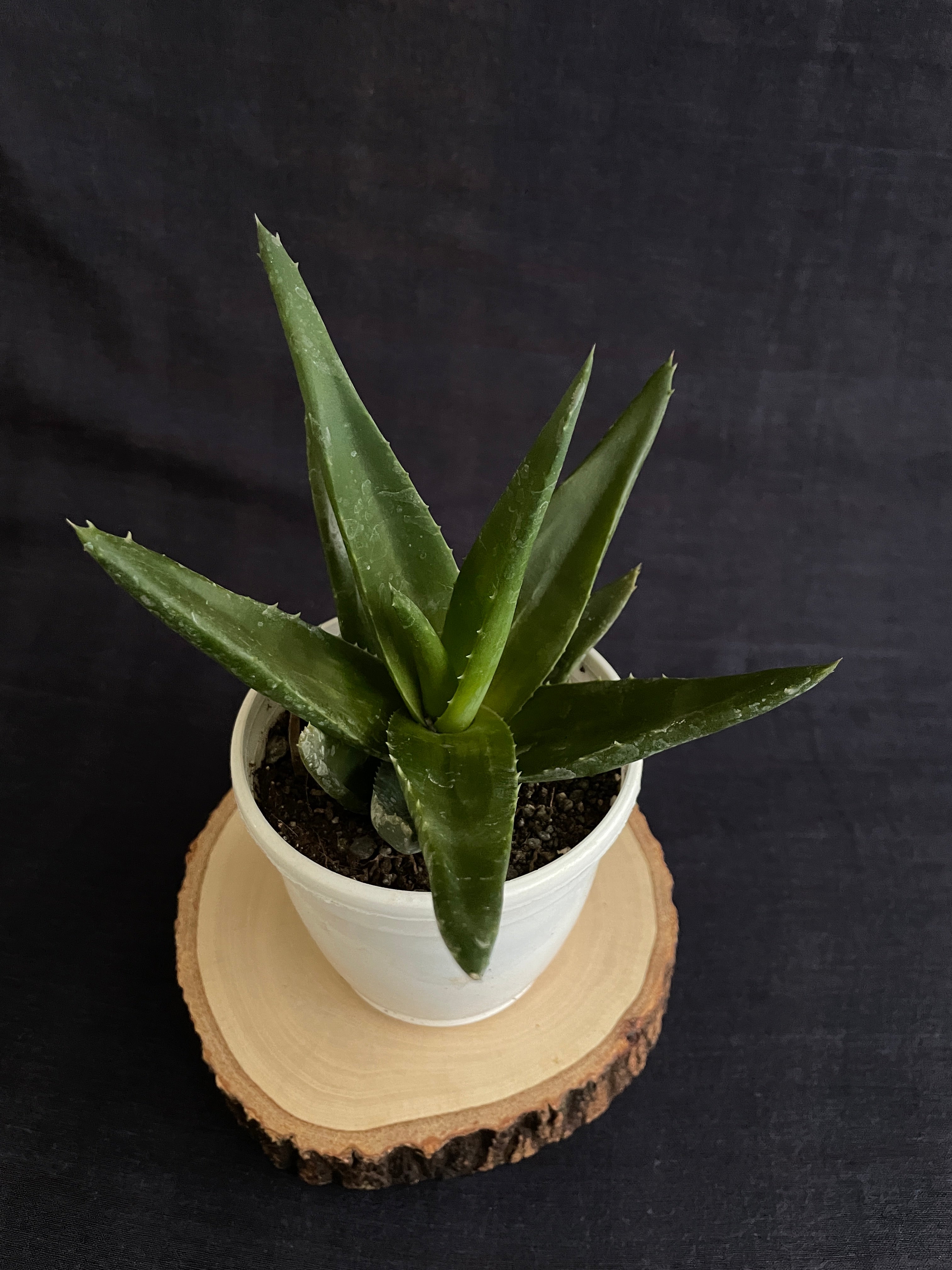 Aloe Black Gem