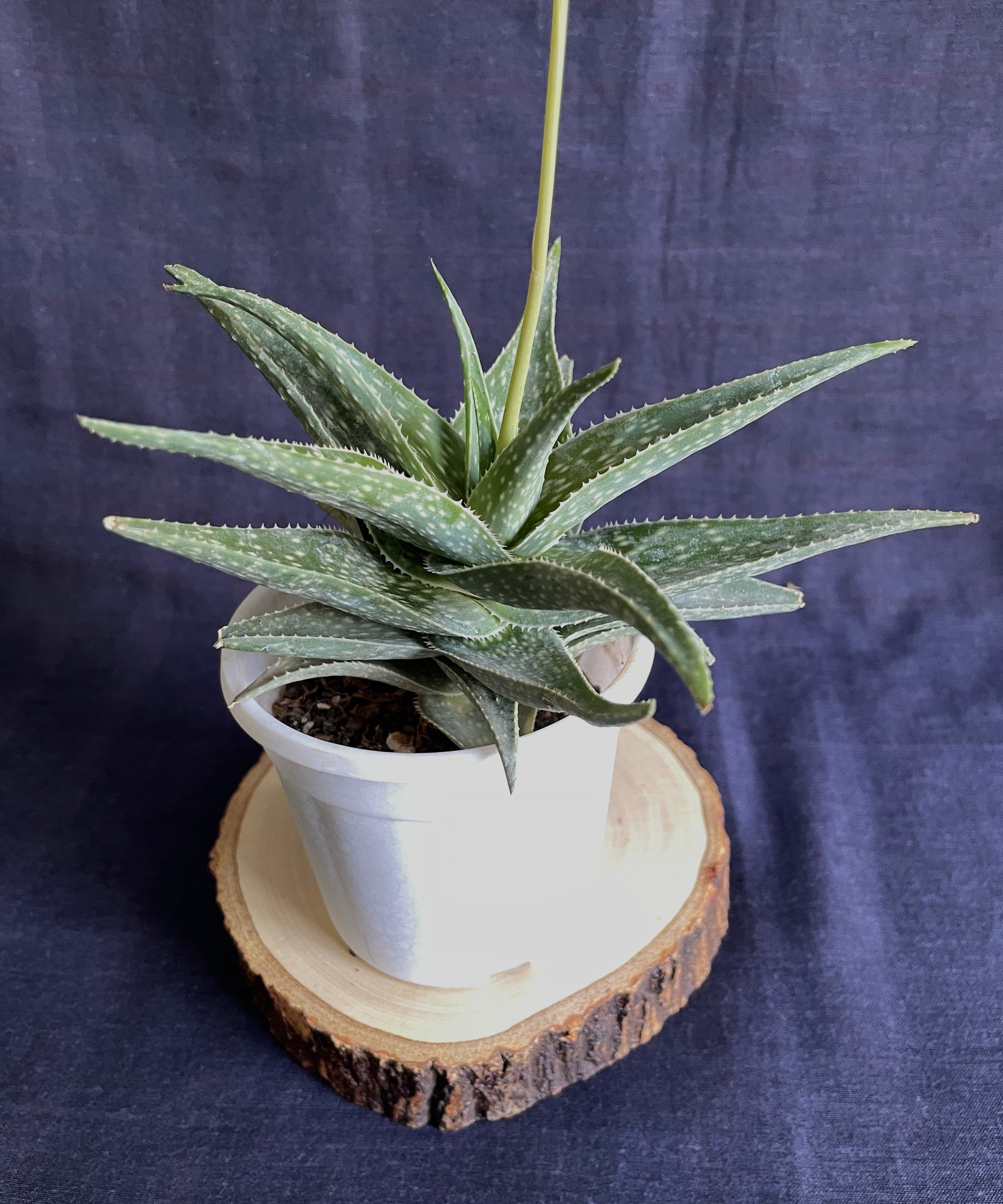 Aloe Cha Cha 1