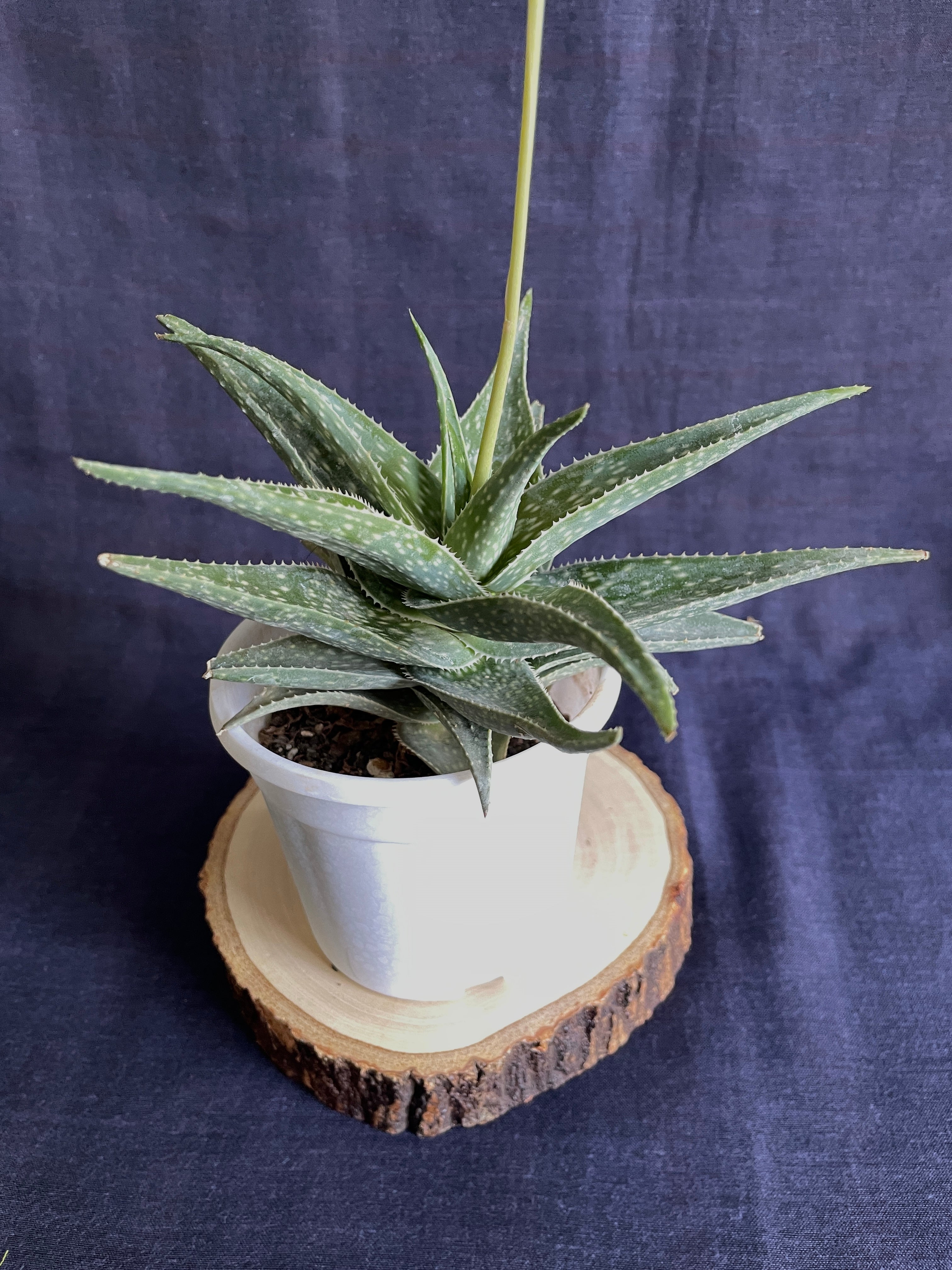 Aloe Cha Cha 1