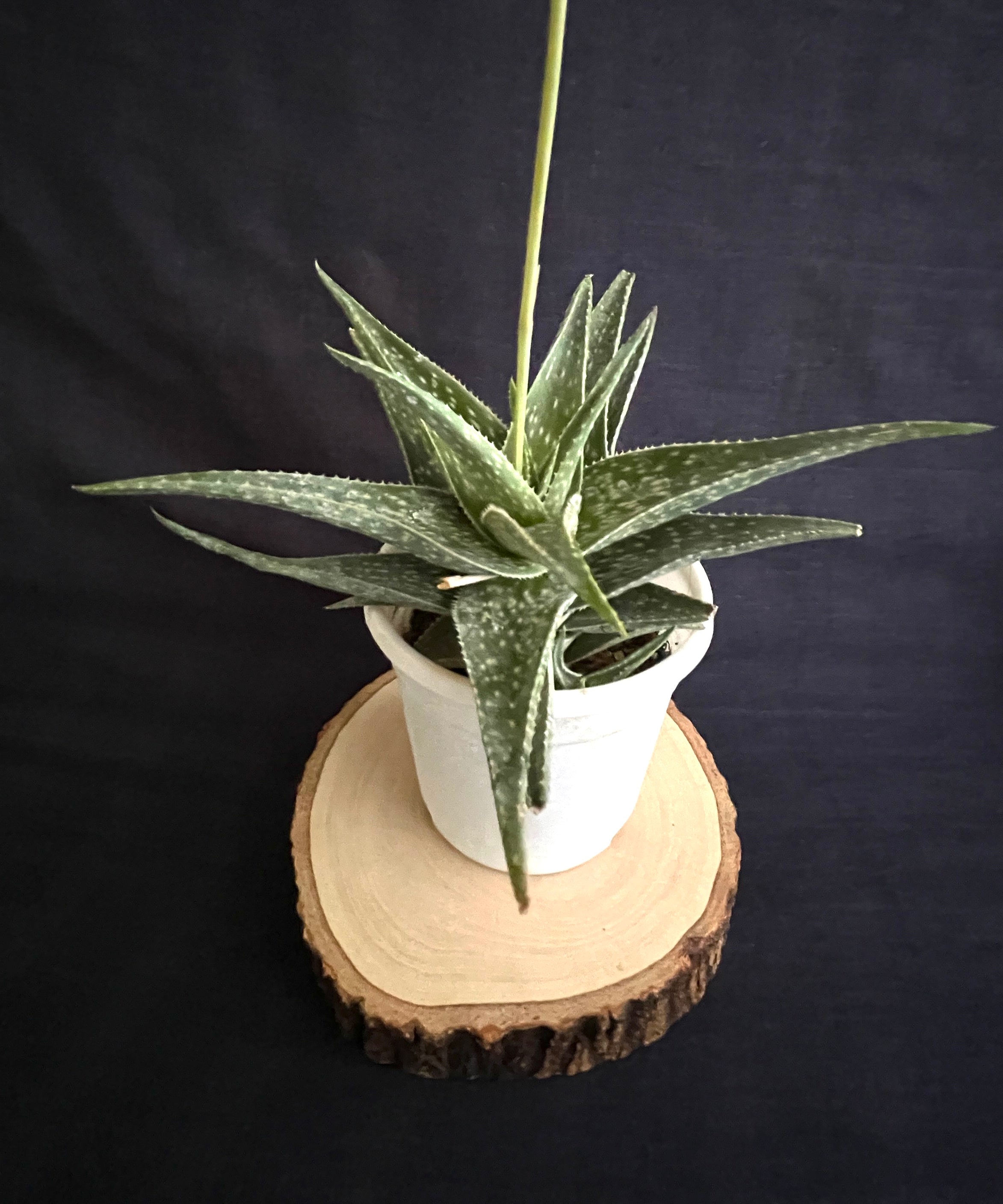 Aloe Cha Cha 